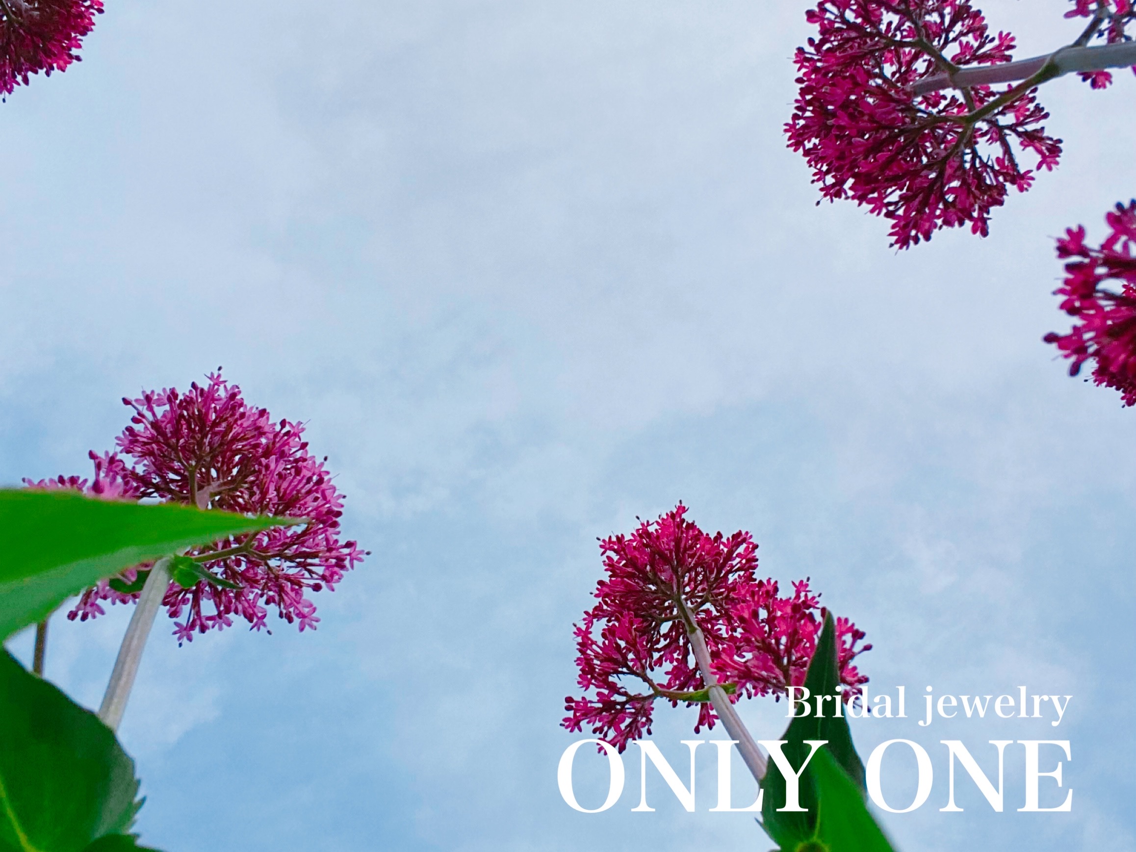 【山梨結婚指輪】ピンク色の花と空
