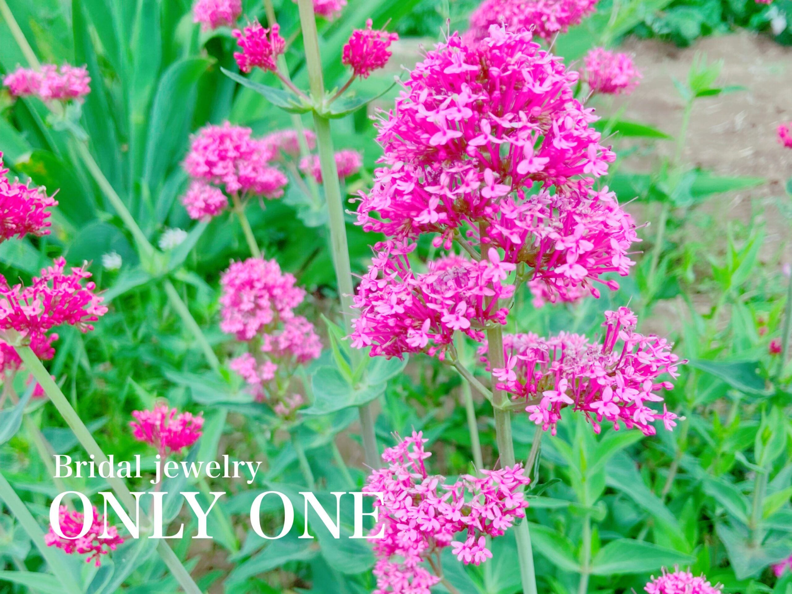 【山梨結婚指輪】濃いピンク色の花