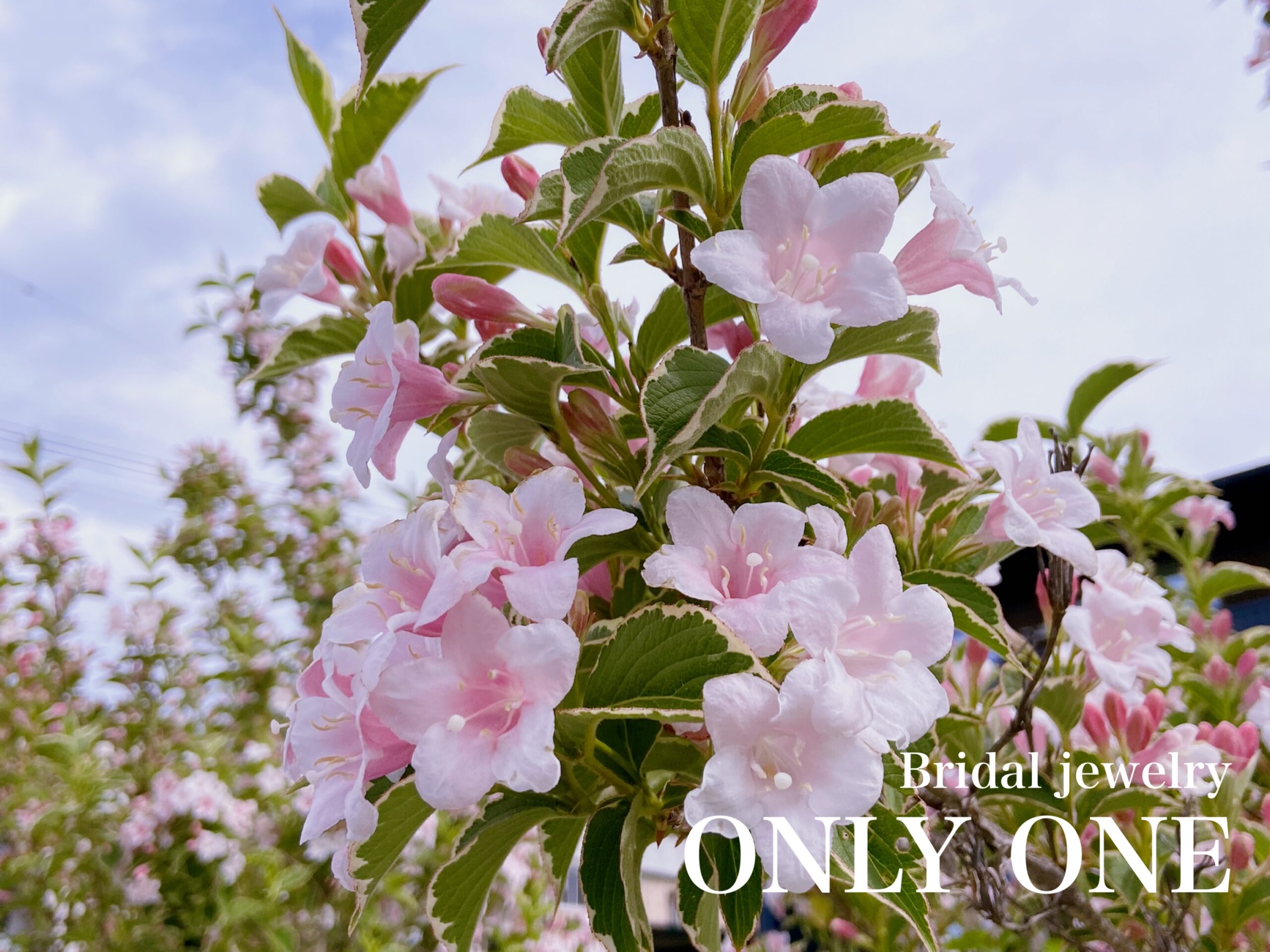 【山梨結婚指輪】「ピンク色の花」散歩にて！