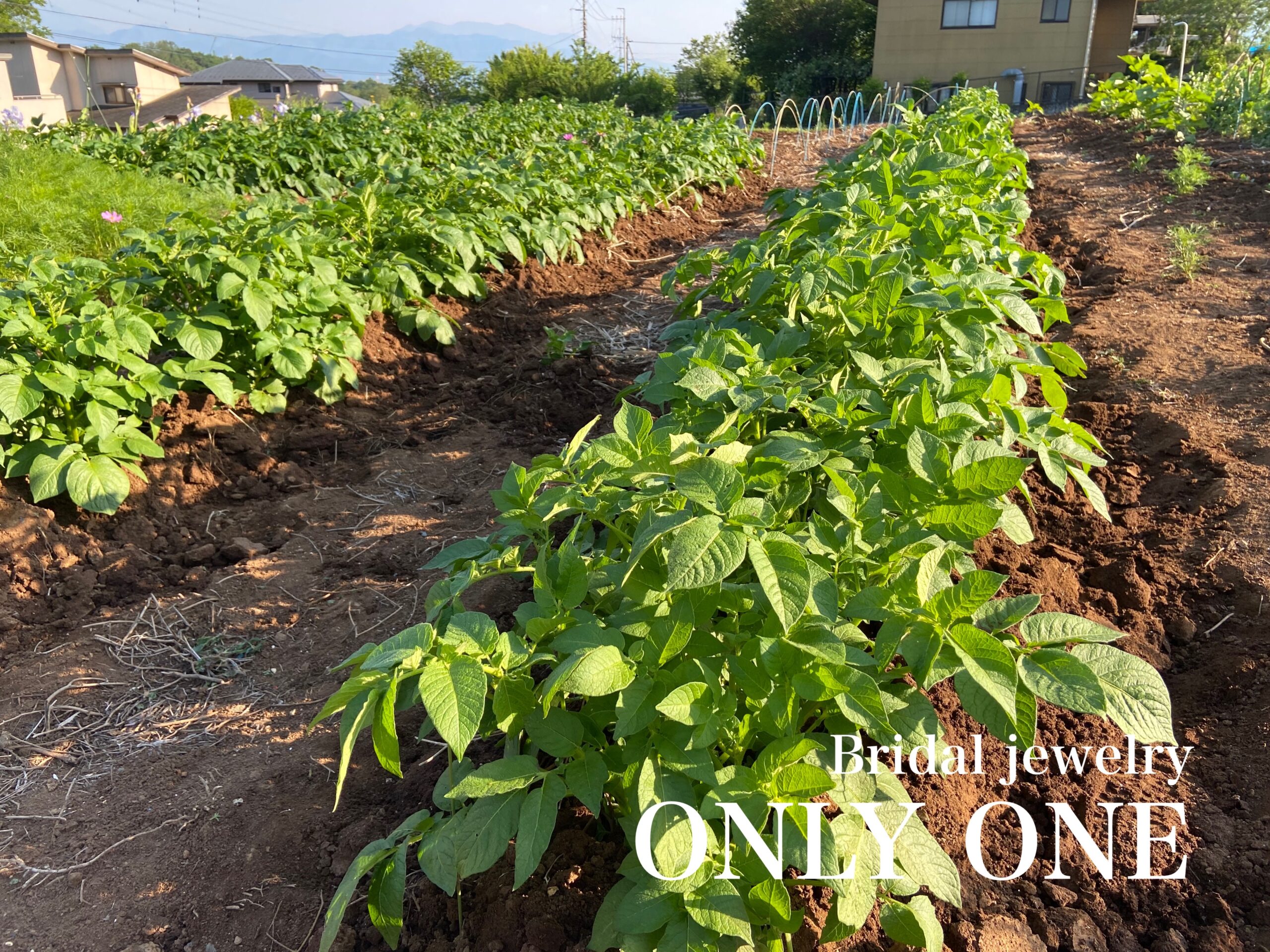 【山梨結婚指輪】じゃがいもの土寄せ