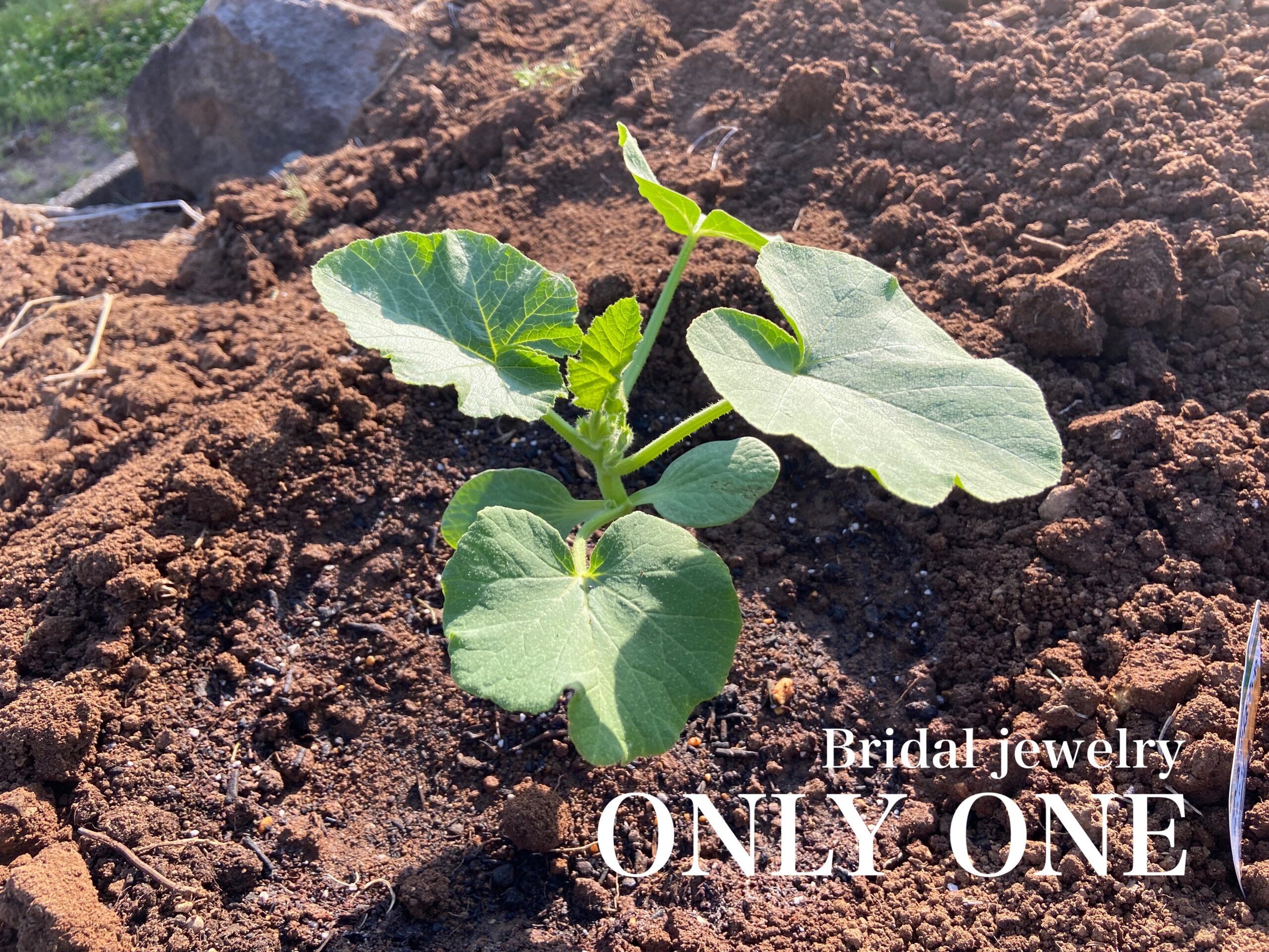 【山梨結婚指輪】坊ちゃんかぼちゃ