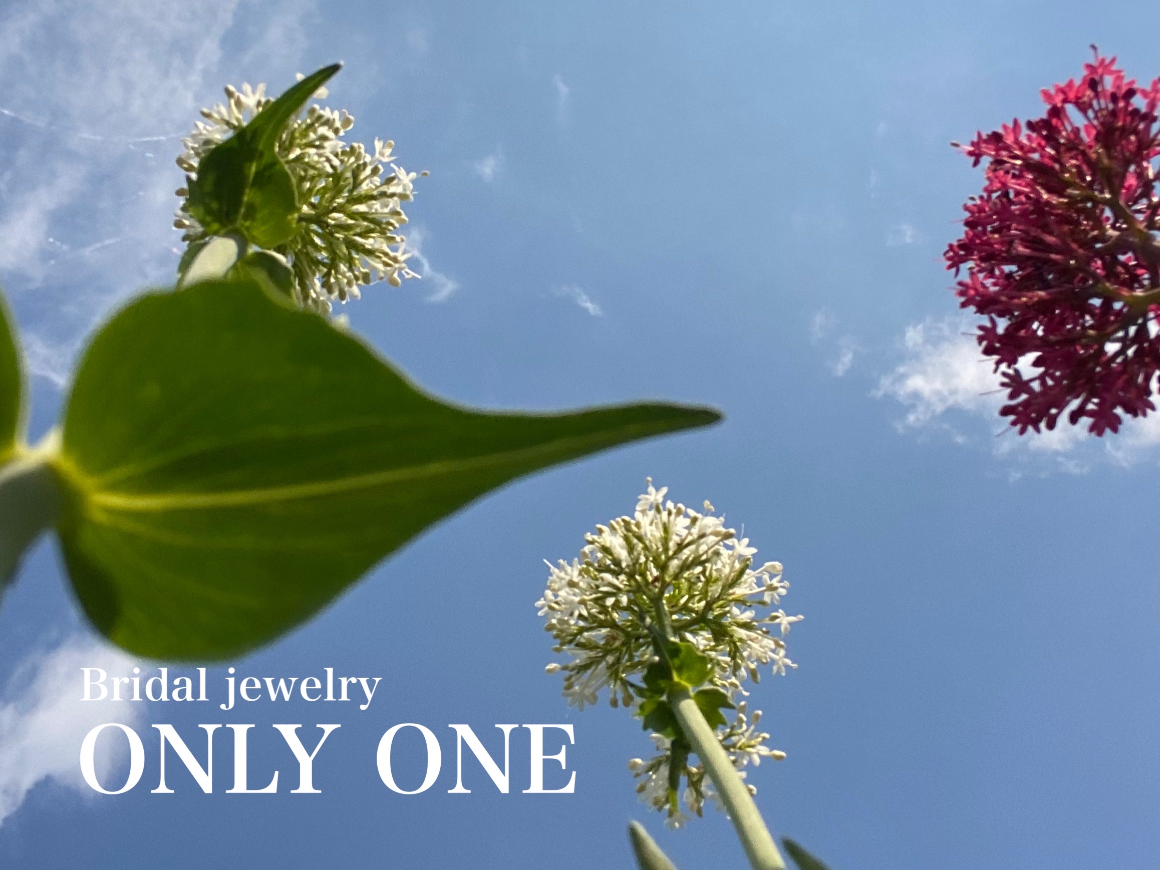 【山梨結婚指輪】白とピンクの花