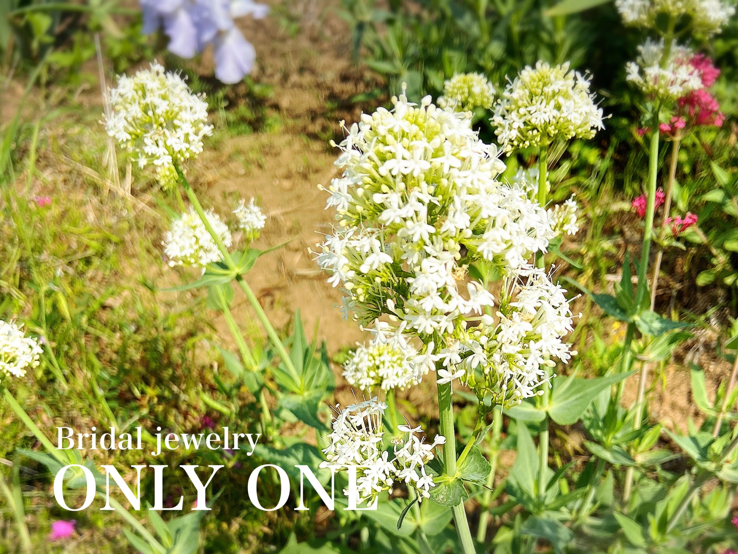 【山梨結婚指輪】「白い花」散歩にて！