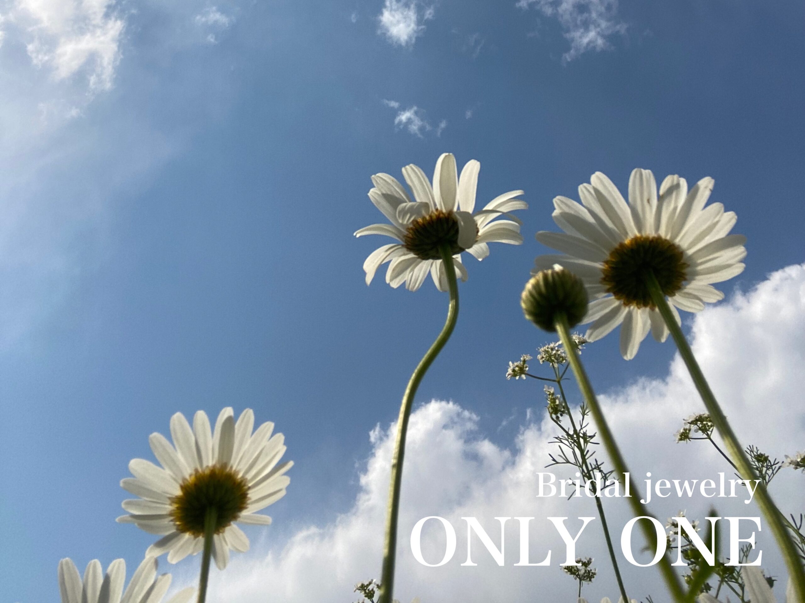 【山梨結婚指輪】お気に入りの一枚マーガレット