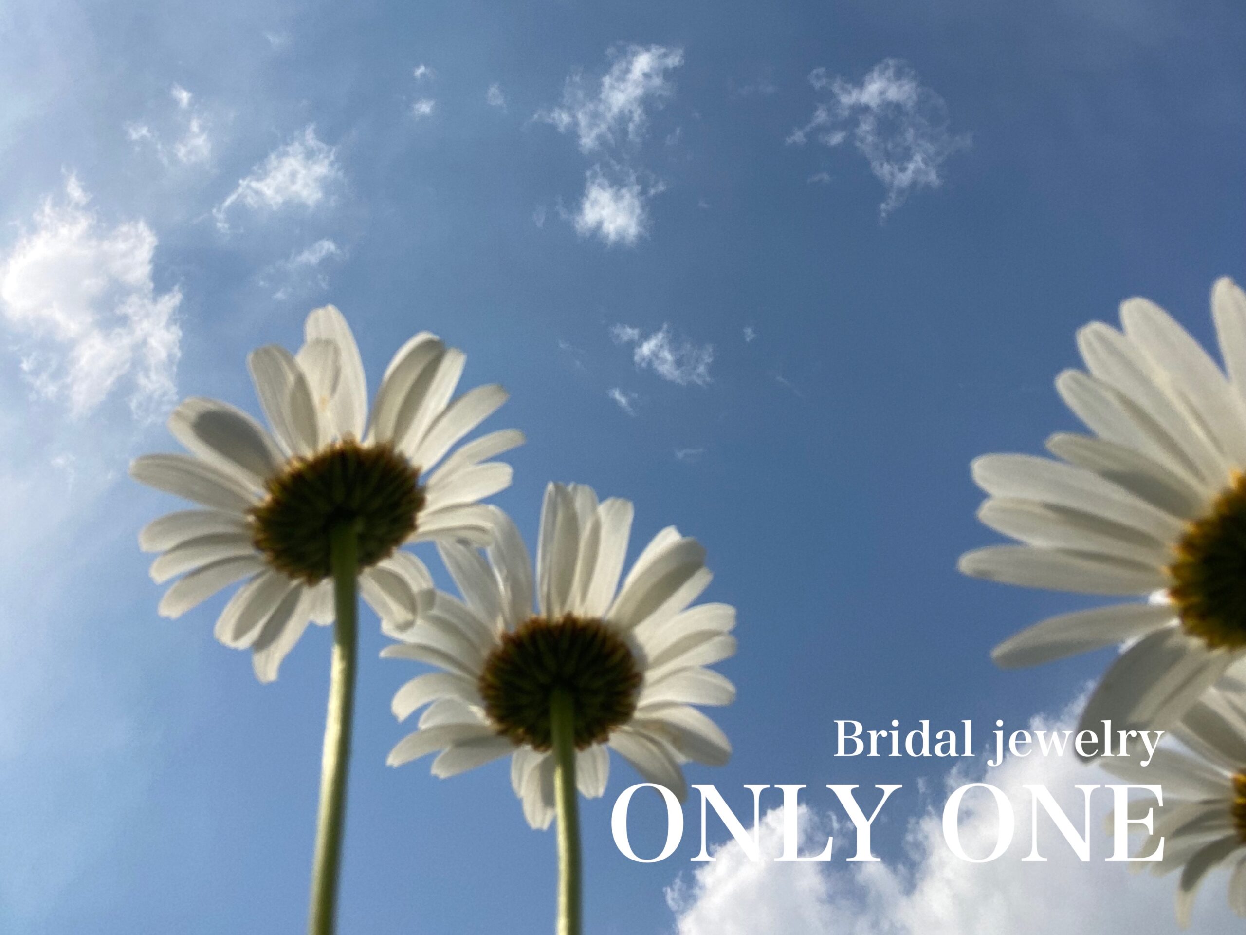 【山梨結婚指輪】マーガレットの花と青空