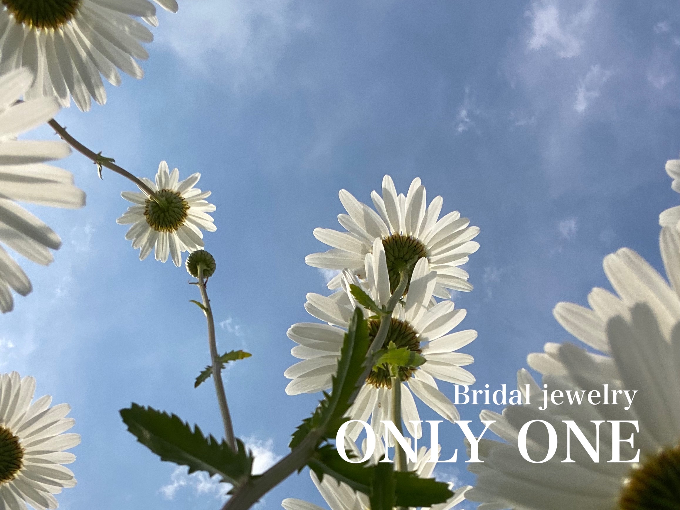 【山梨結婚指輪】マーガレットの花