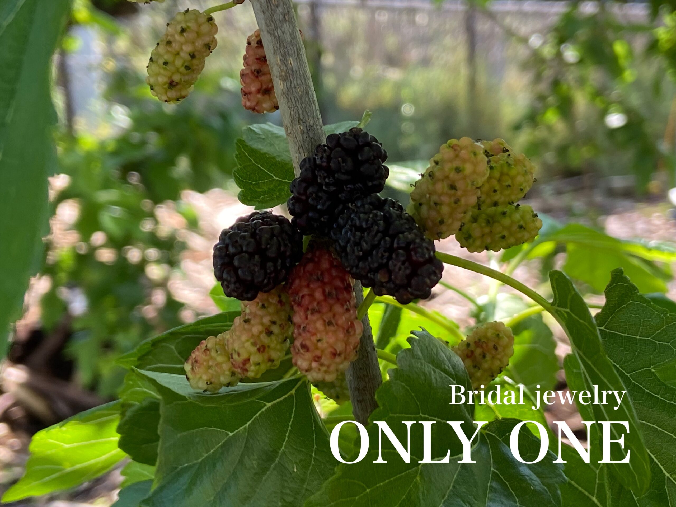 【山梨結婚指輪】桑の実/散歩にて！