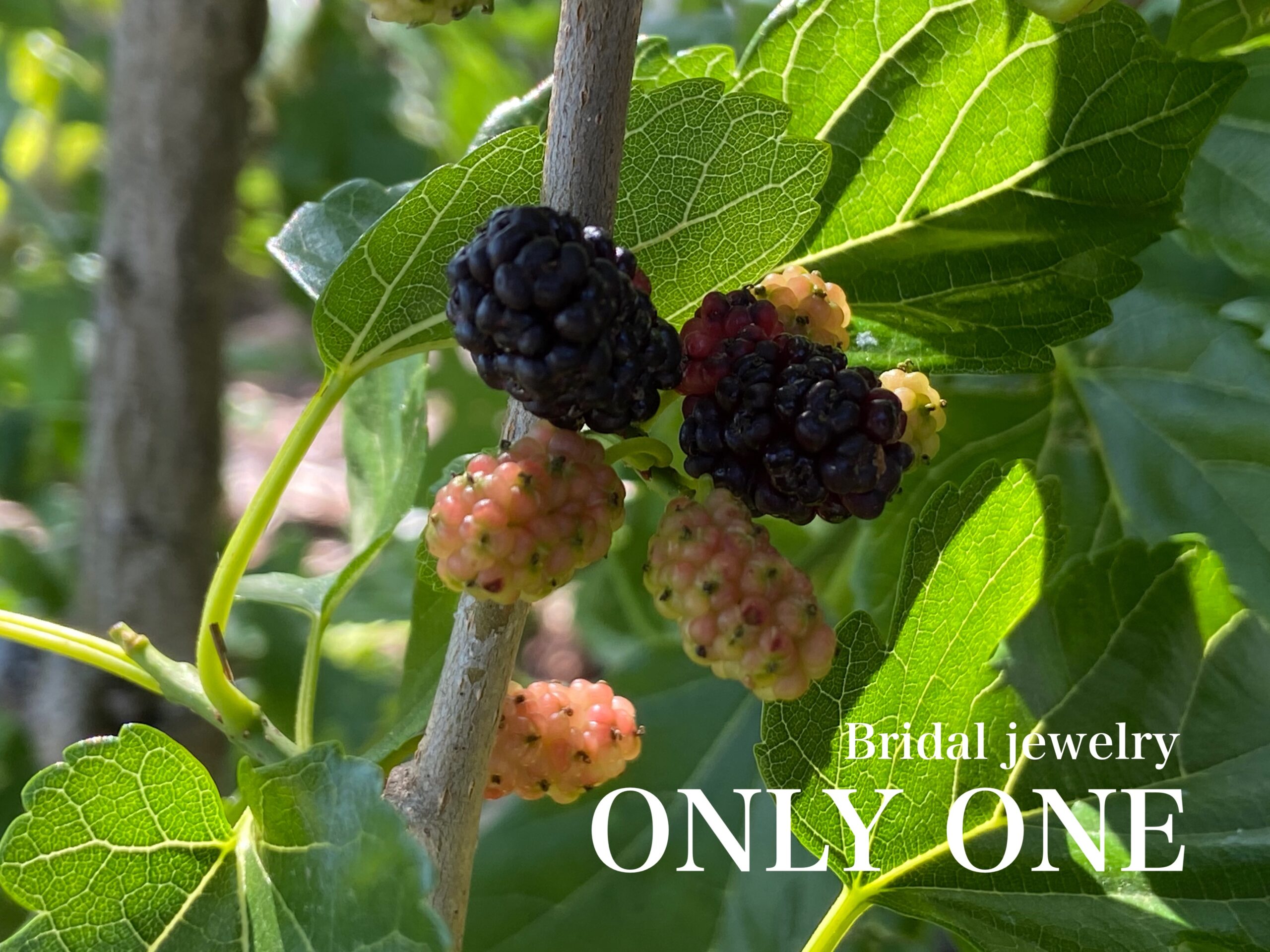 【山梨結婚指輪】桑の実