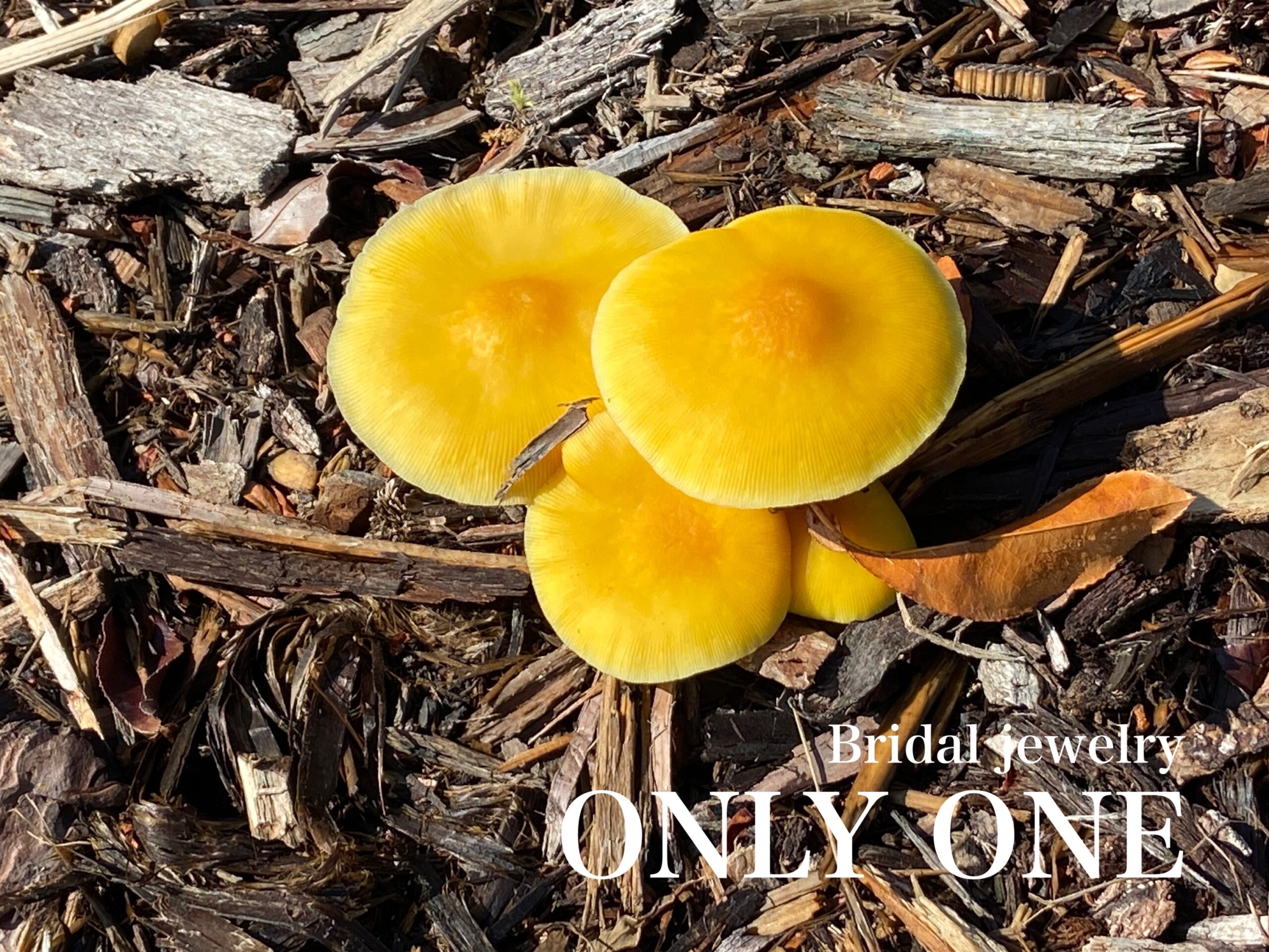 【山梨結婚指輪】突然出て来た「キノコ」