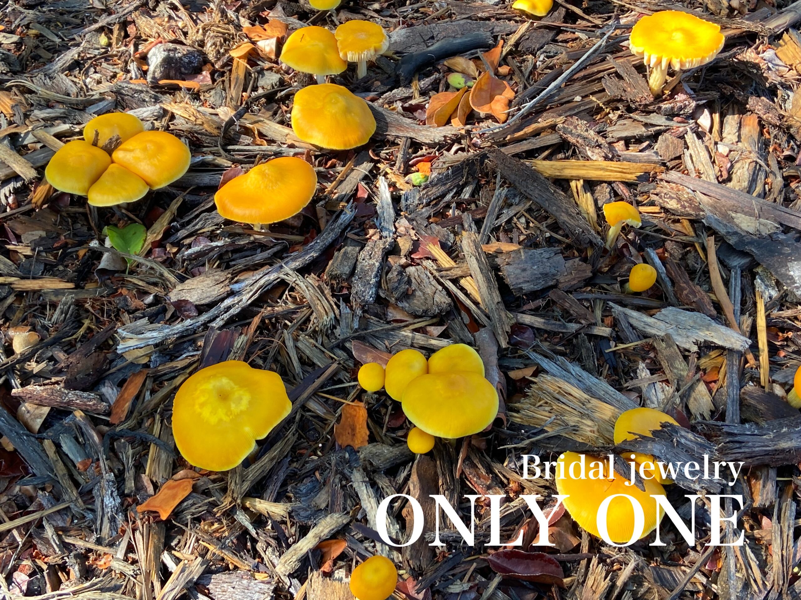【山梨結婚指輪】キノコ／散歩にて！