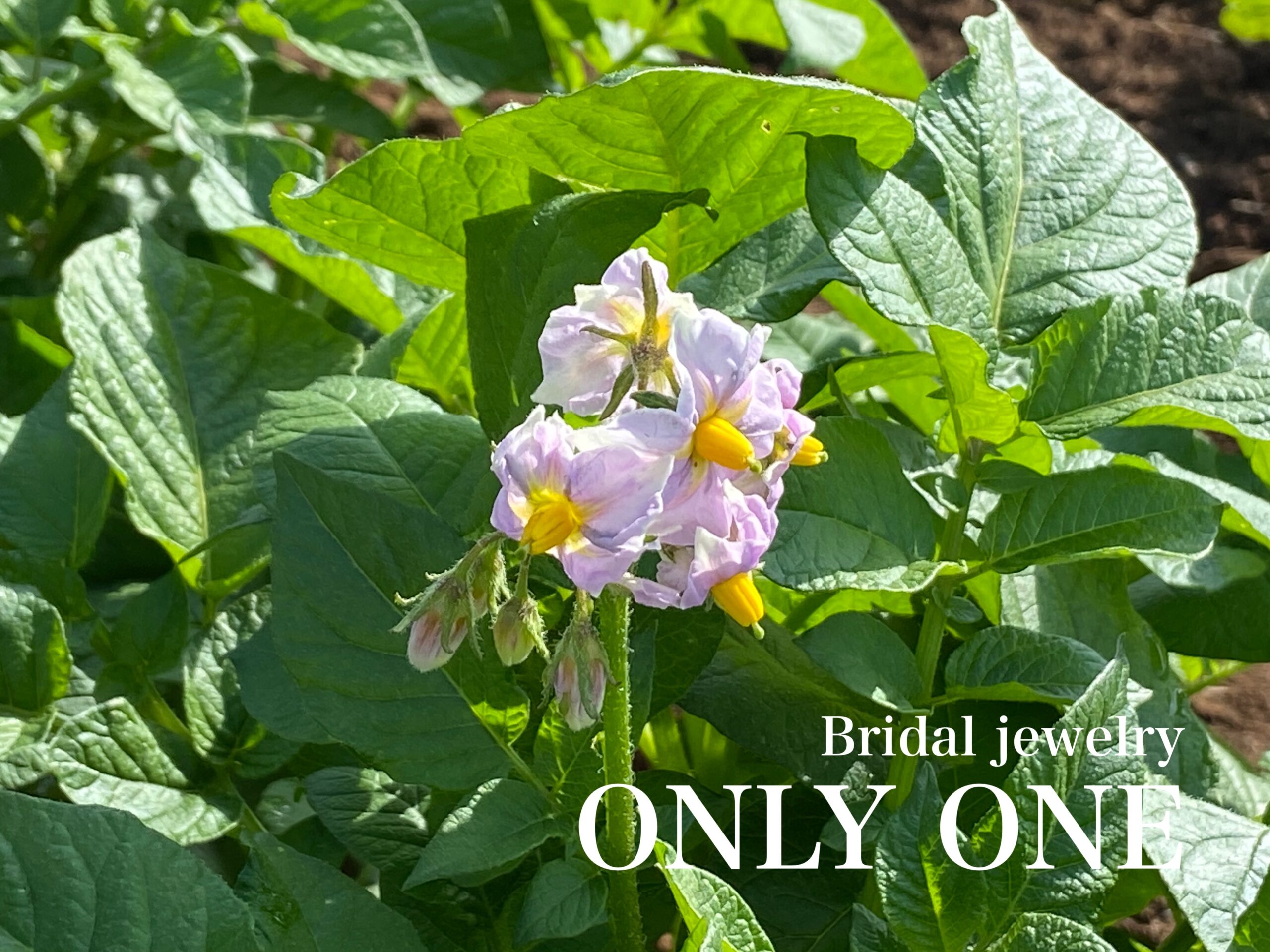 【山梨結婚指輪】じゃがいもの花が咲きました！