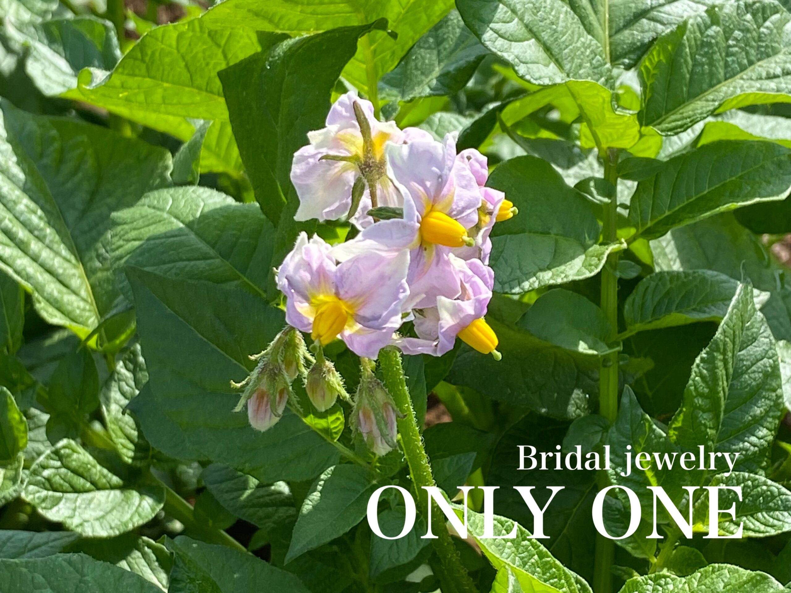 【山梨結婚指輪】じゃがいもの花