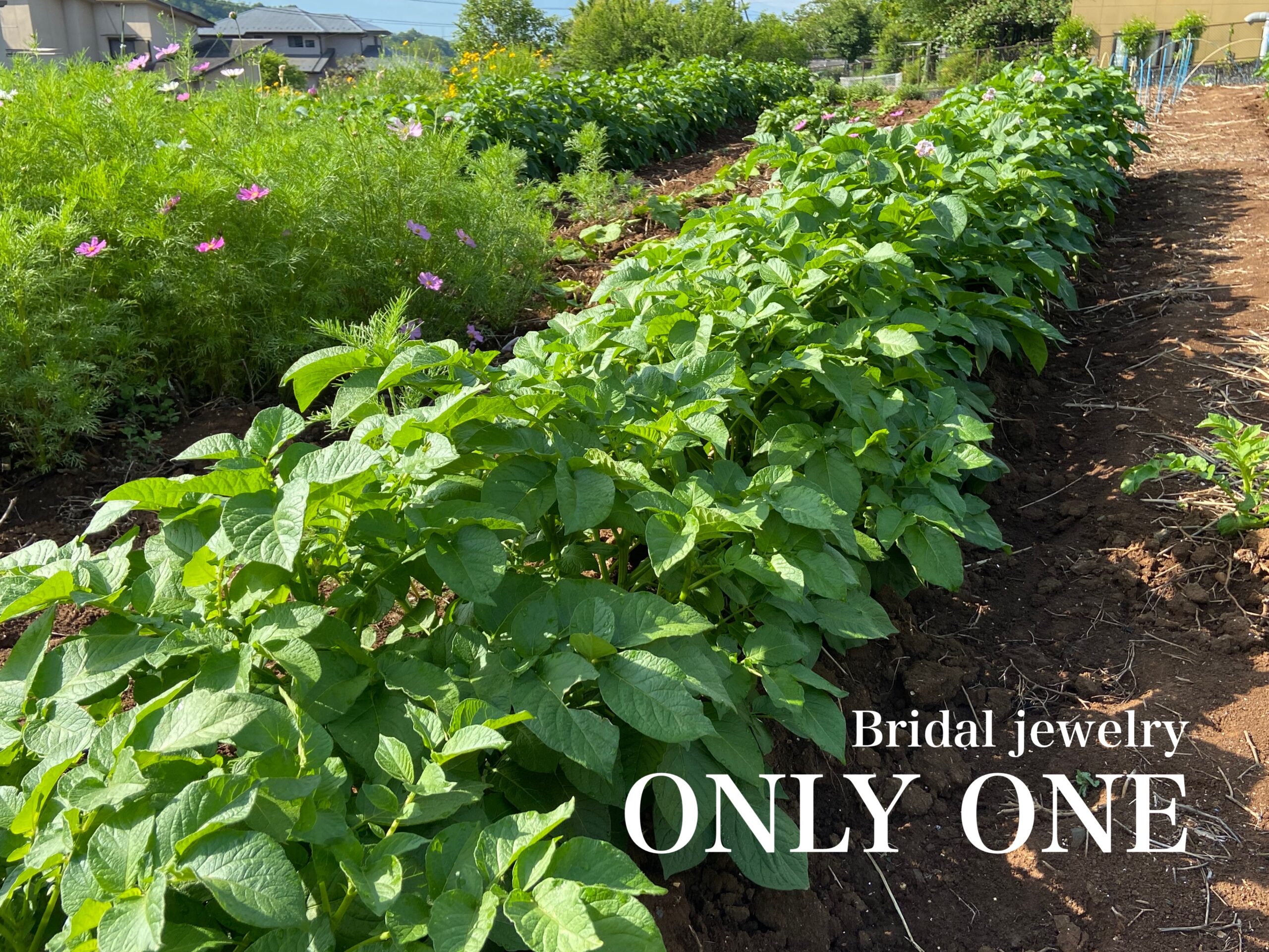 【山梨結婚指輪】だいぶ成長した「じゃがいも」