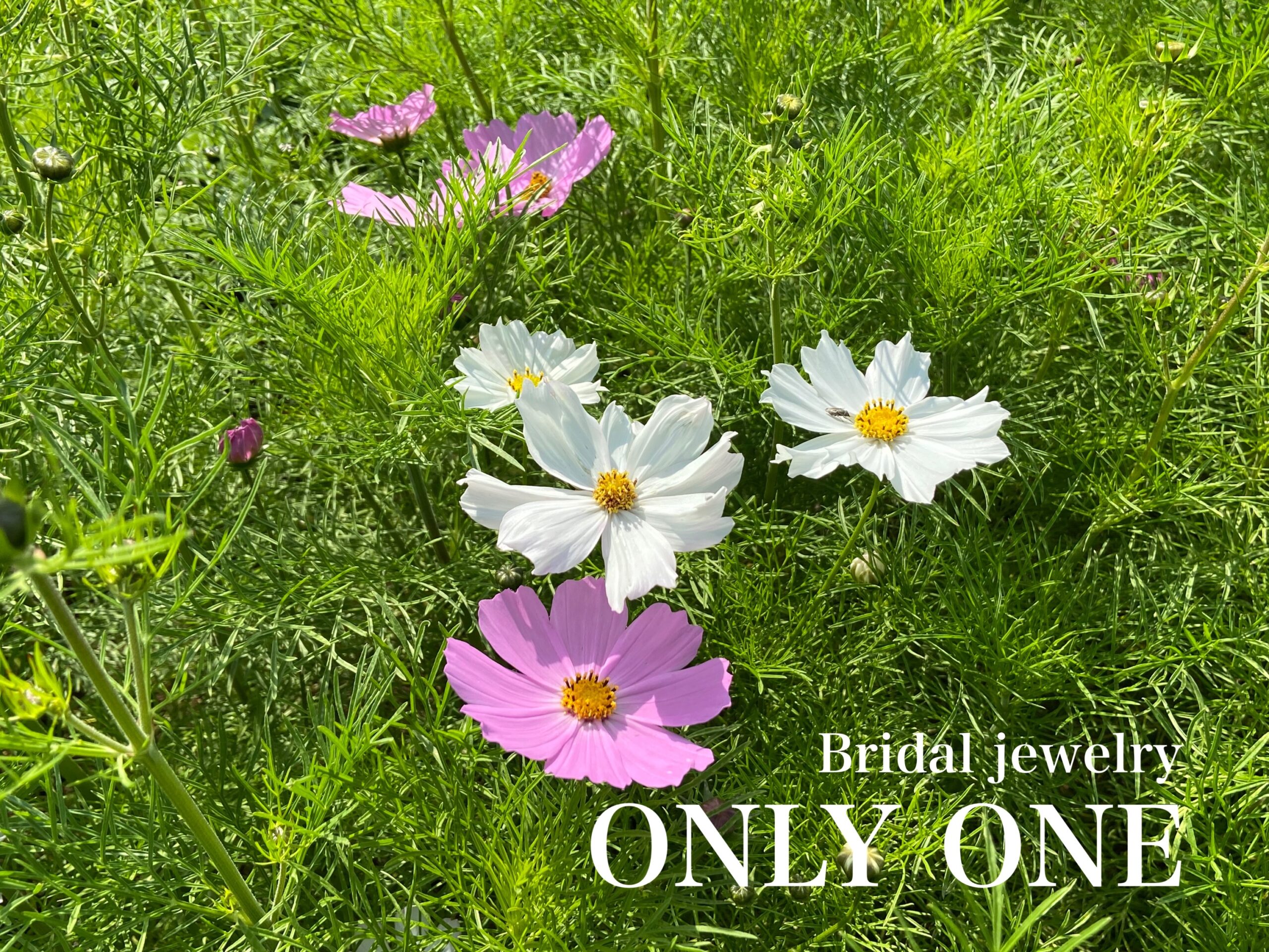 【山梨結婚指輪】季節はずれの秋桜