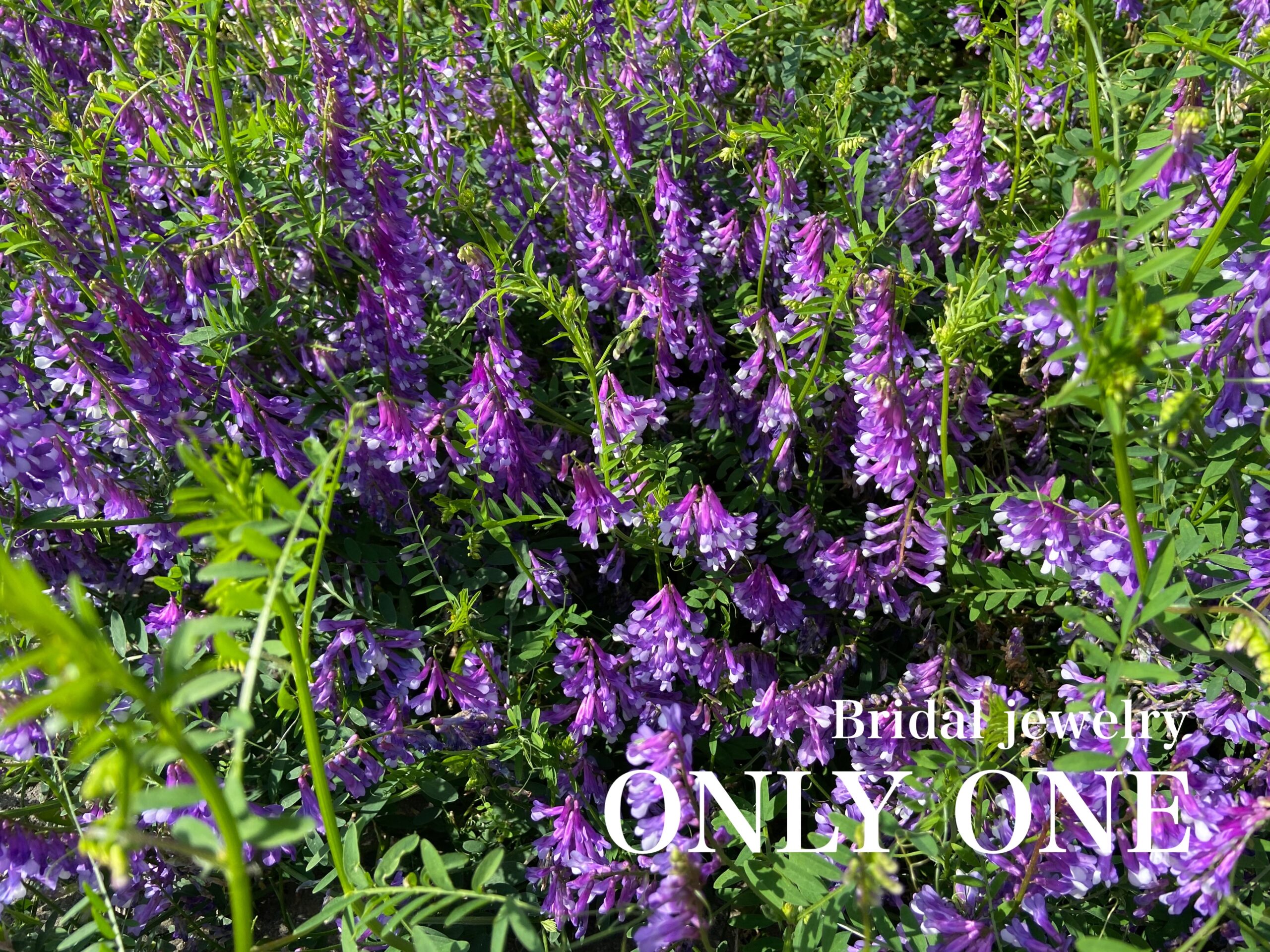 【山梨結婚指輪】カラスノエンドウ/通称ピーピー草