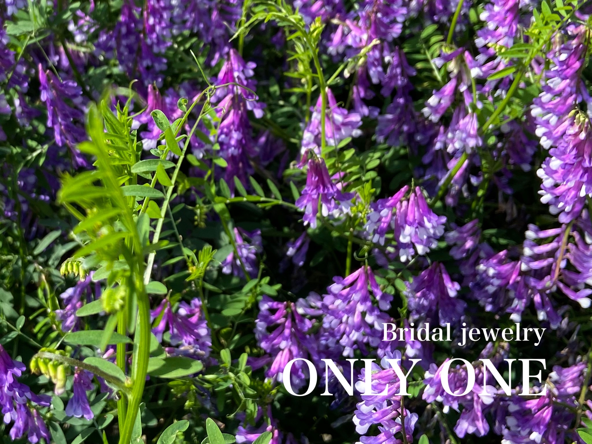 【山梨結婚指輪】カラスノエンドウの花