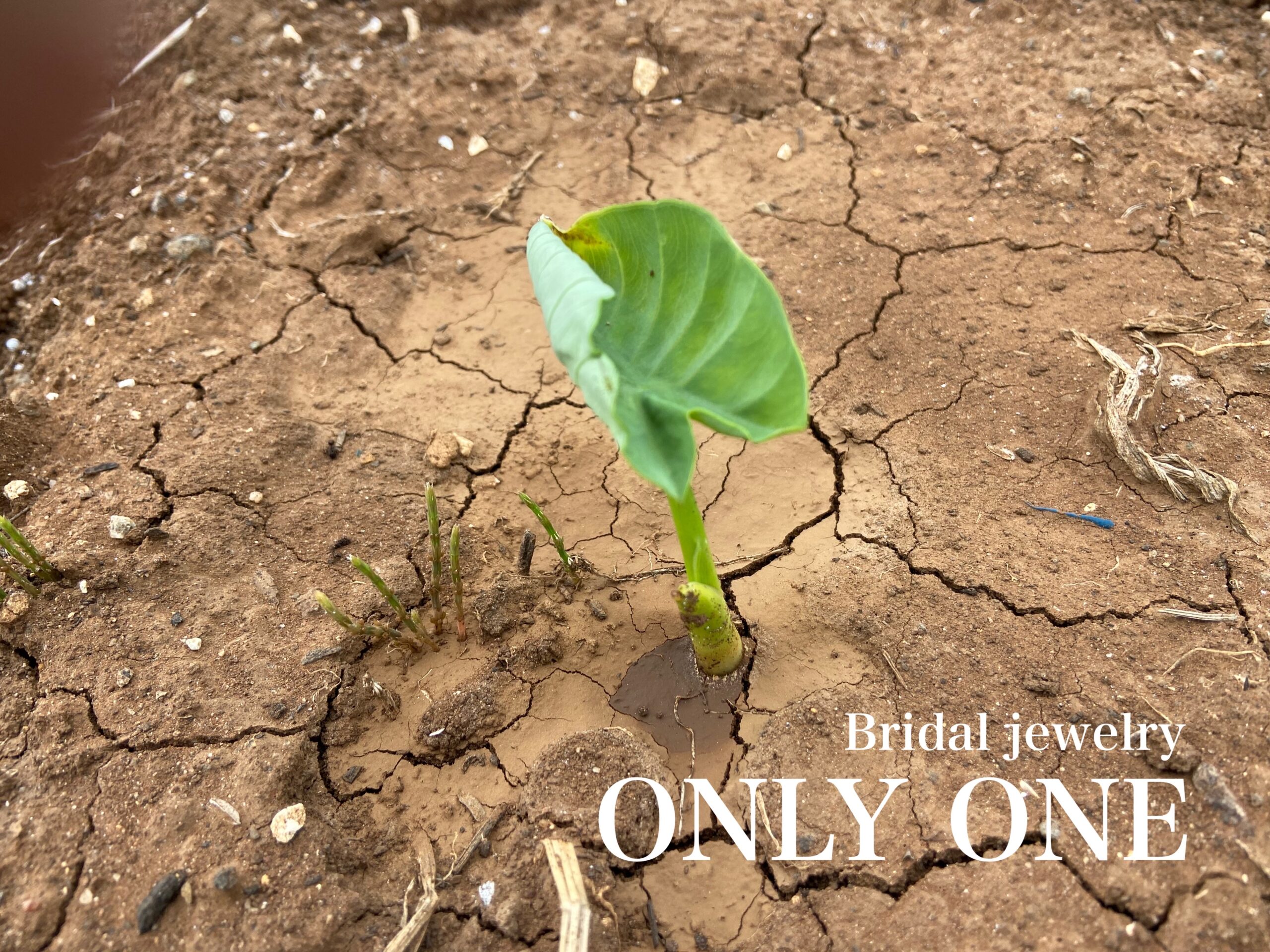 【山梨結婚指輪】里芋の芽