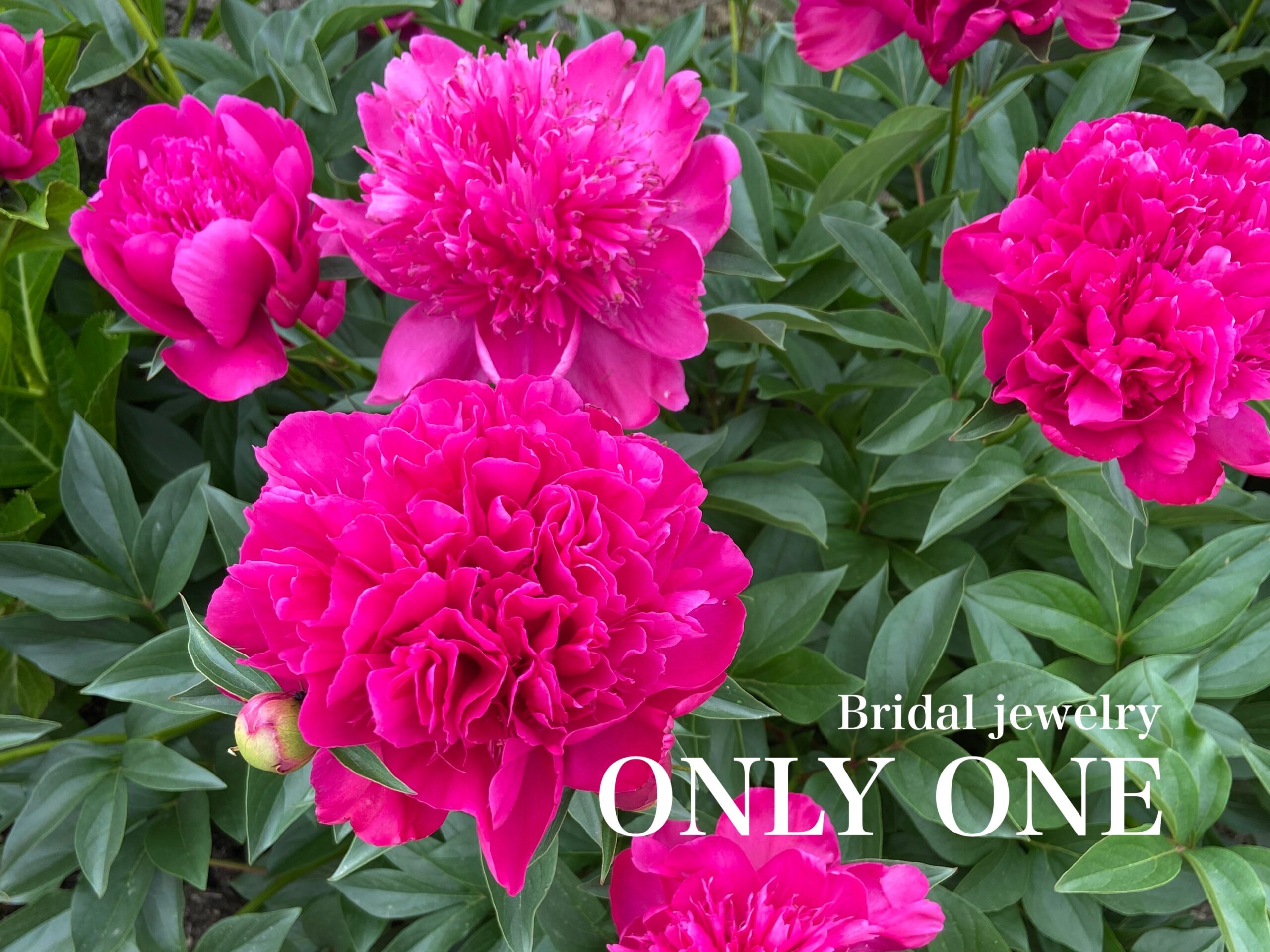 【山梨結婚指輪】散歩にて咲いていた牡丹の花