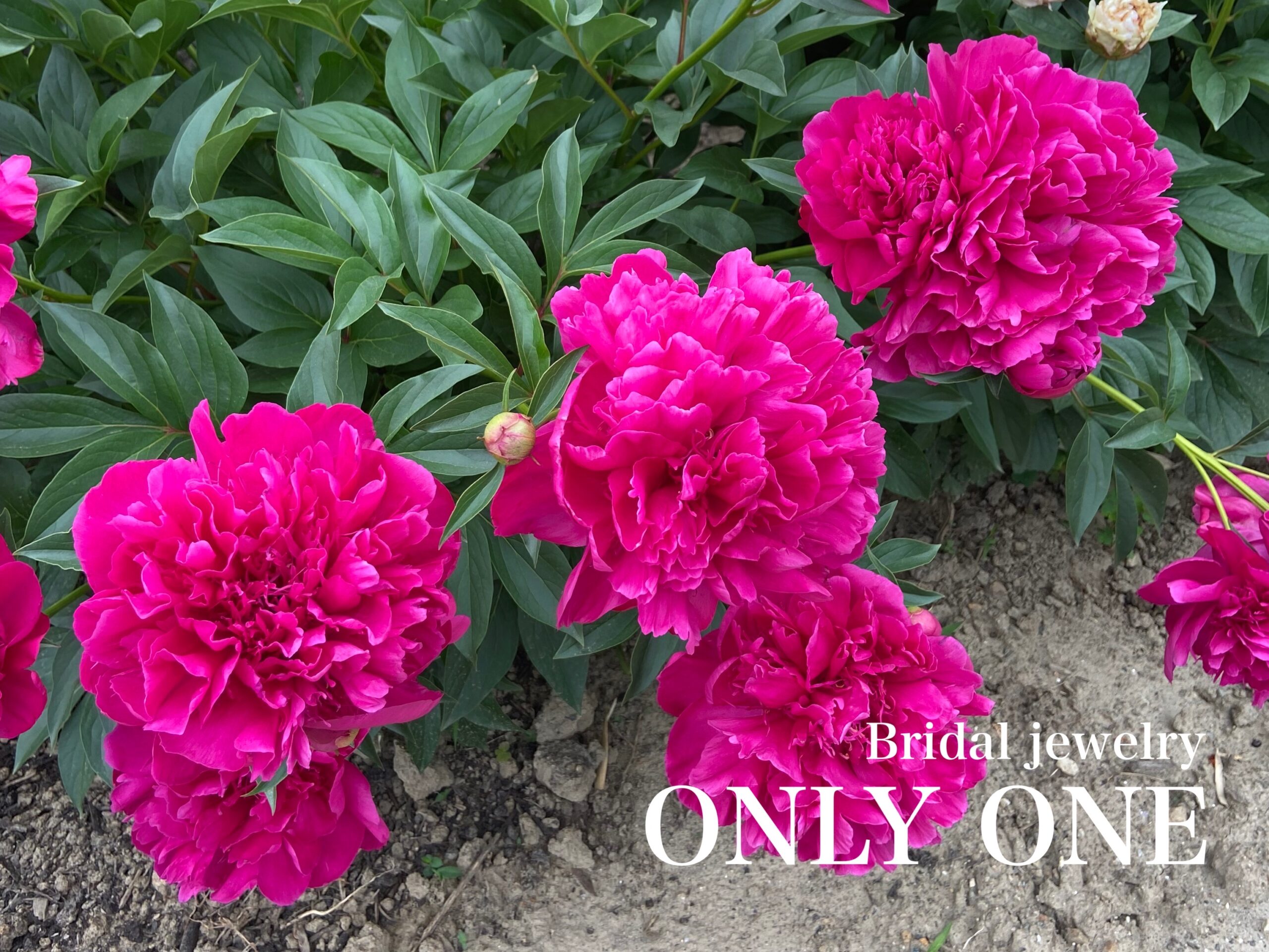 【山梨結婚指輪】牡丹の花/散歩にて