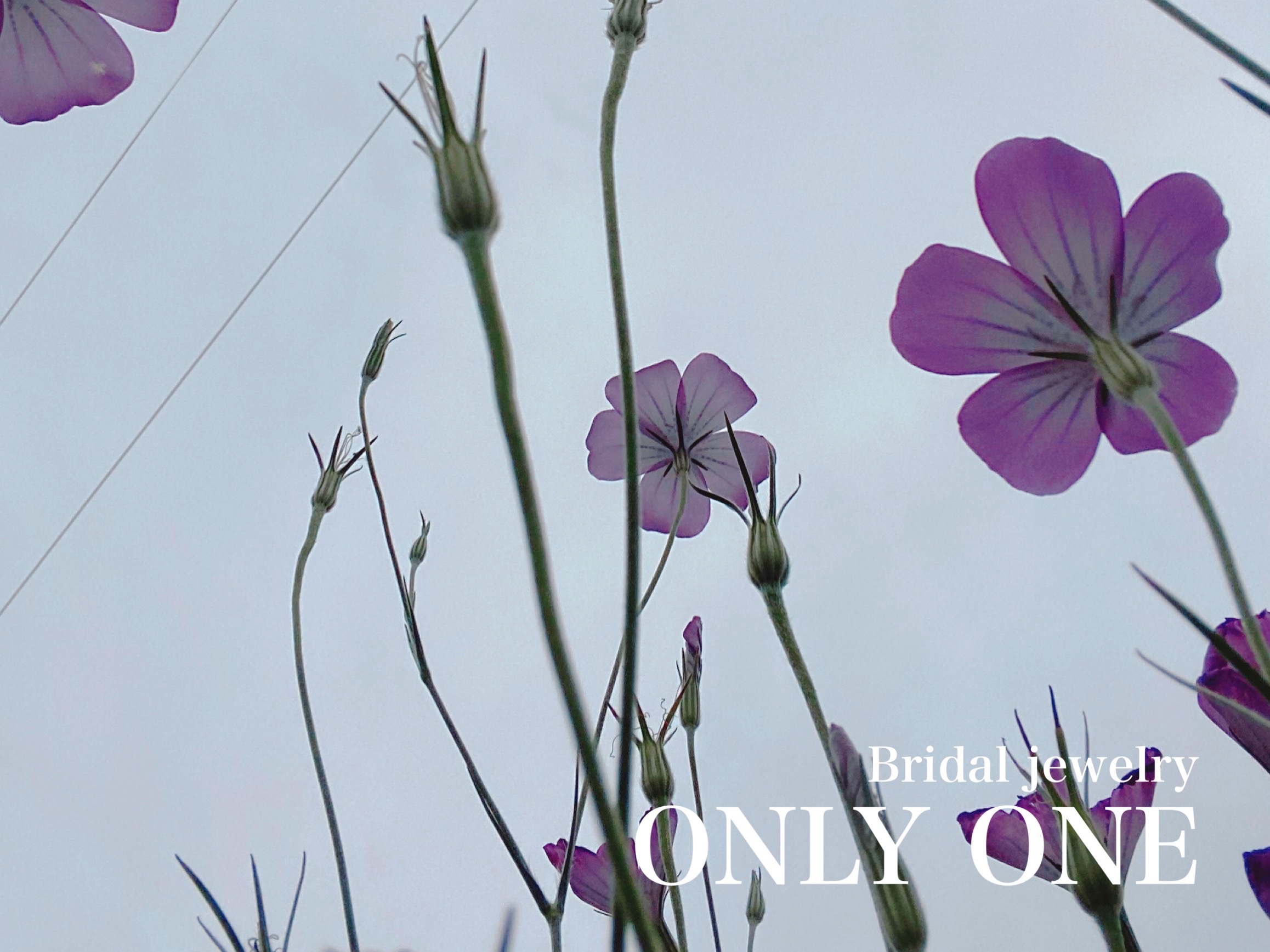 【山梨結婚指輪】名前も知らないピンク色の花