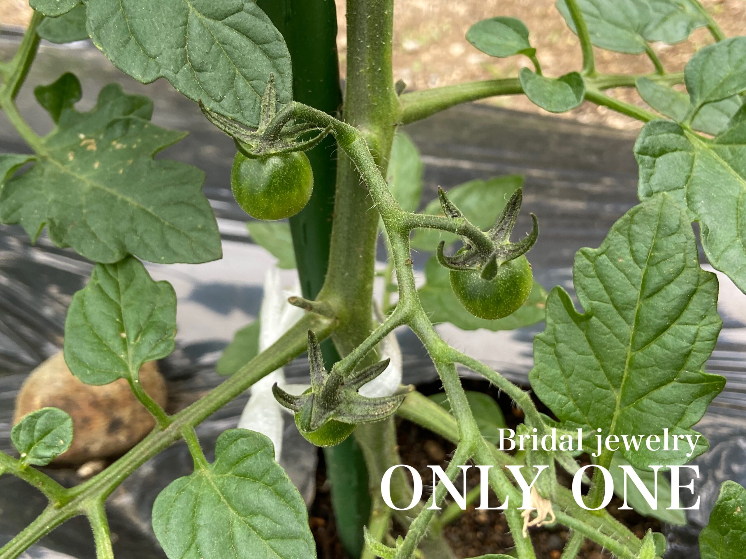 【山梨結婚指輪】ミニトマトの小さな実