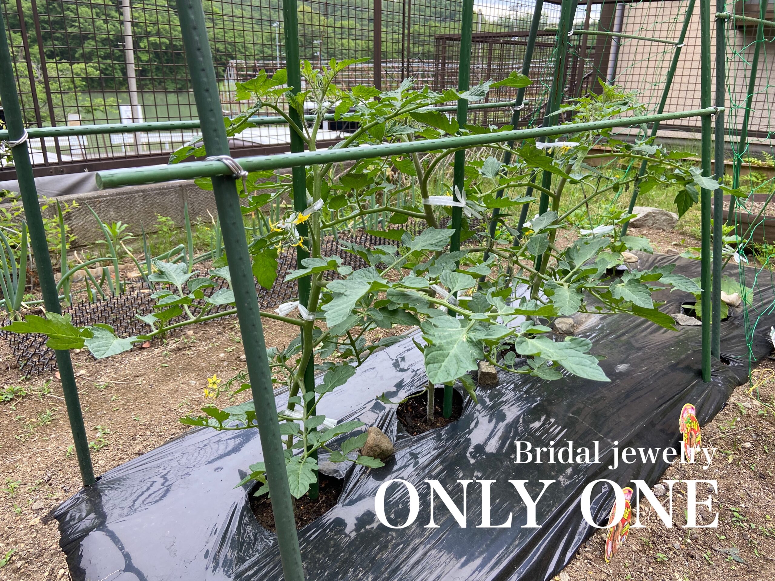 【山梨結婚指輪】ミニトマトの木