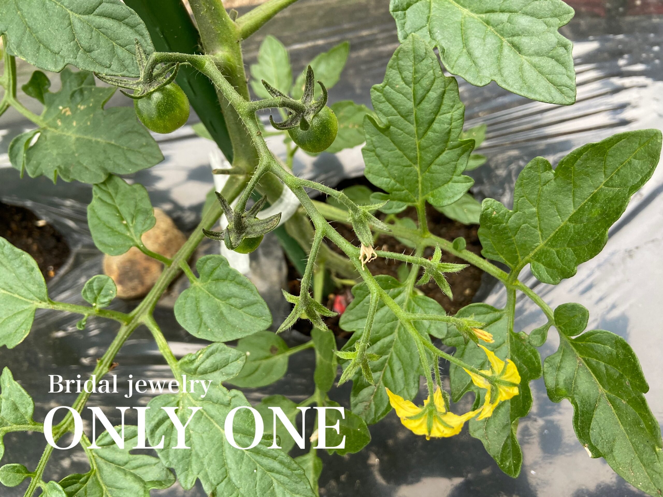 【山梨結婚指輪】ミニトマトの花と実