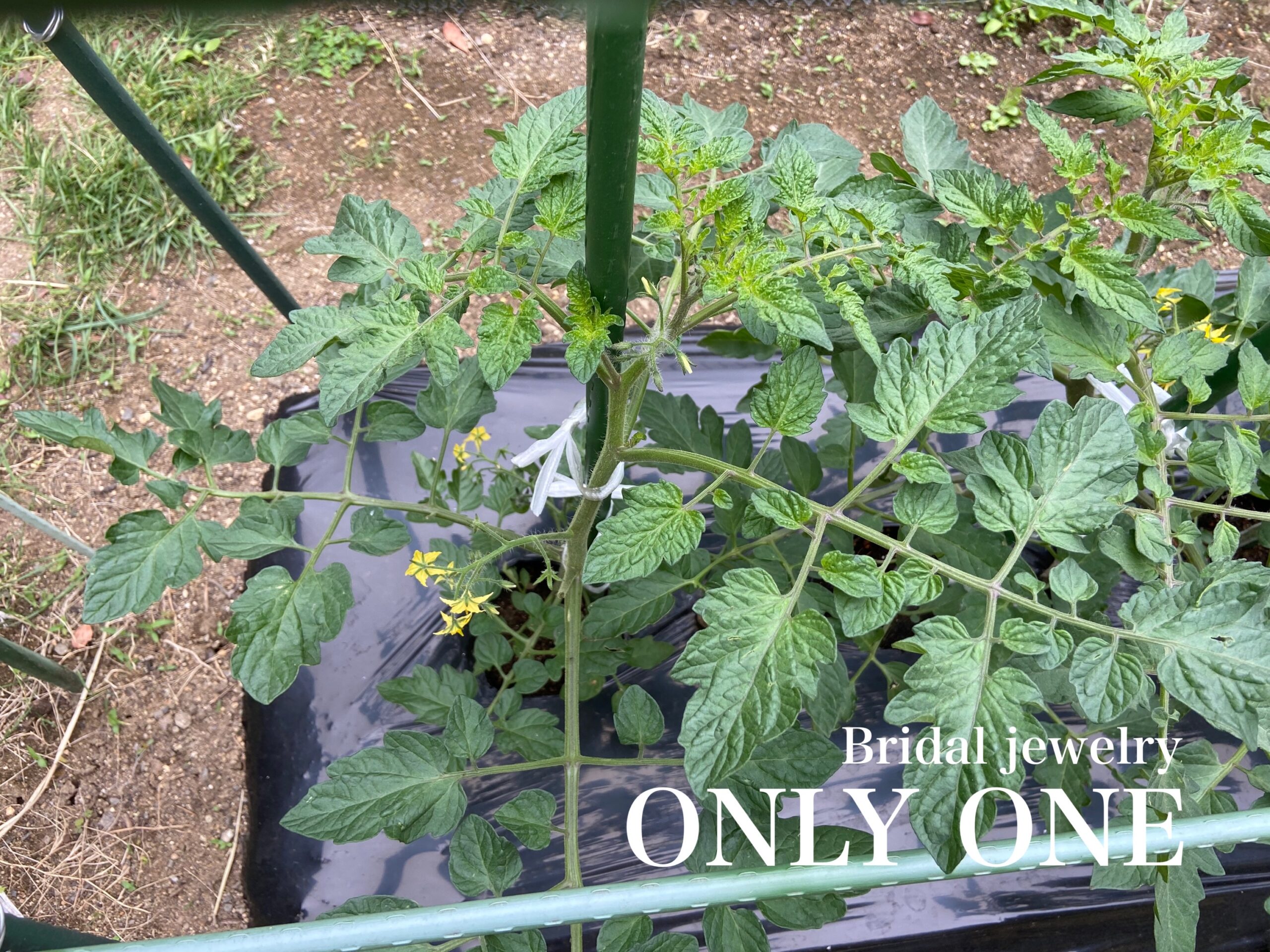 【山梨結婚指輪】ミニトマト植えて3週間