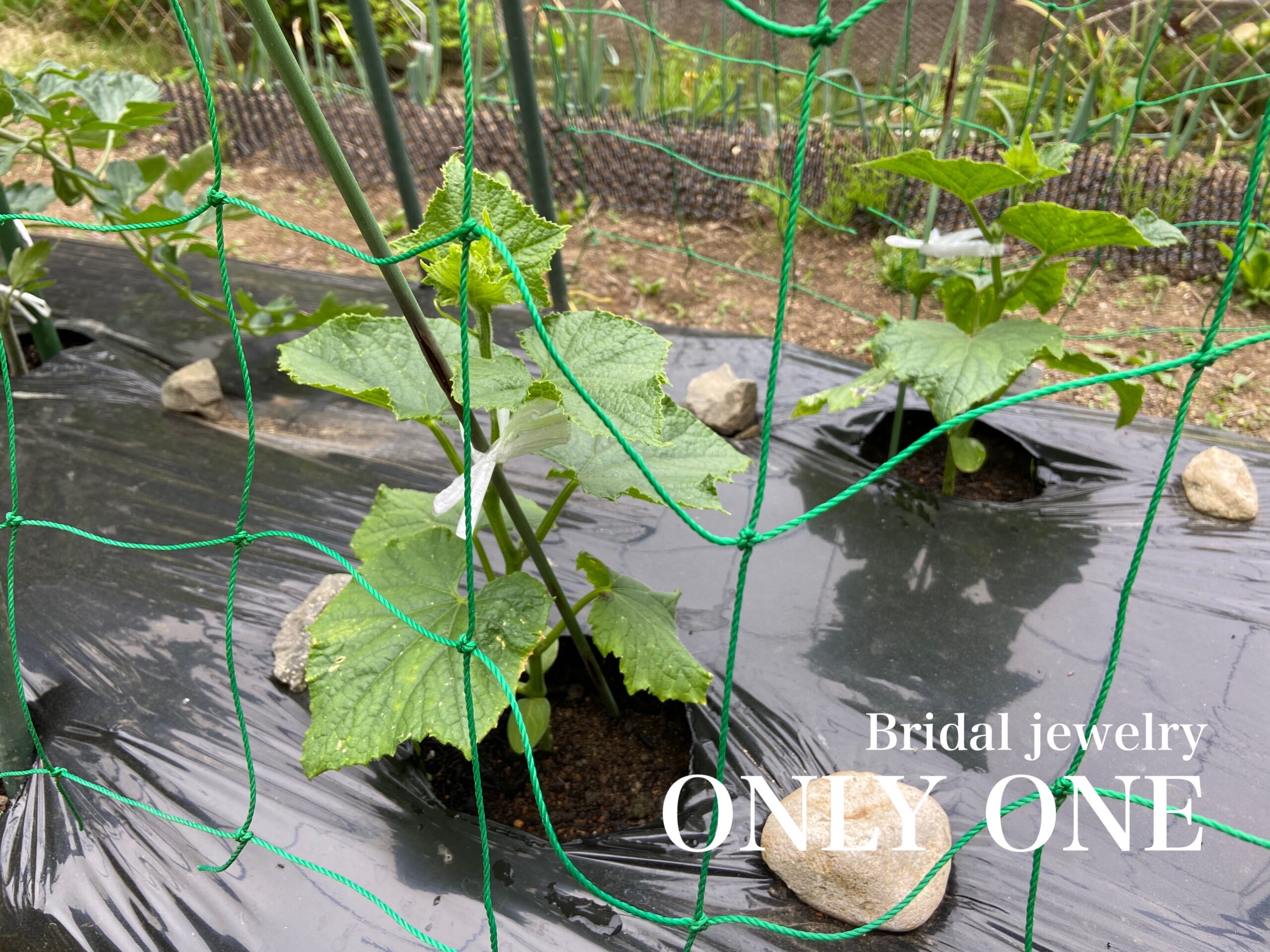 【山梨結婚指輪】きゅうりの苗