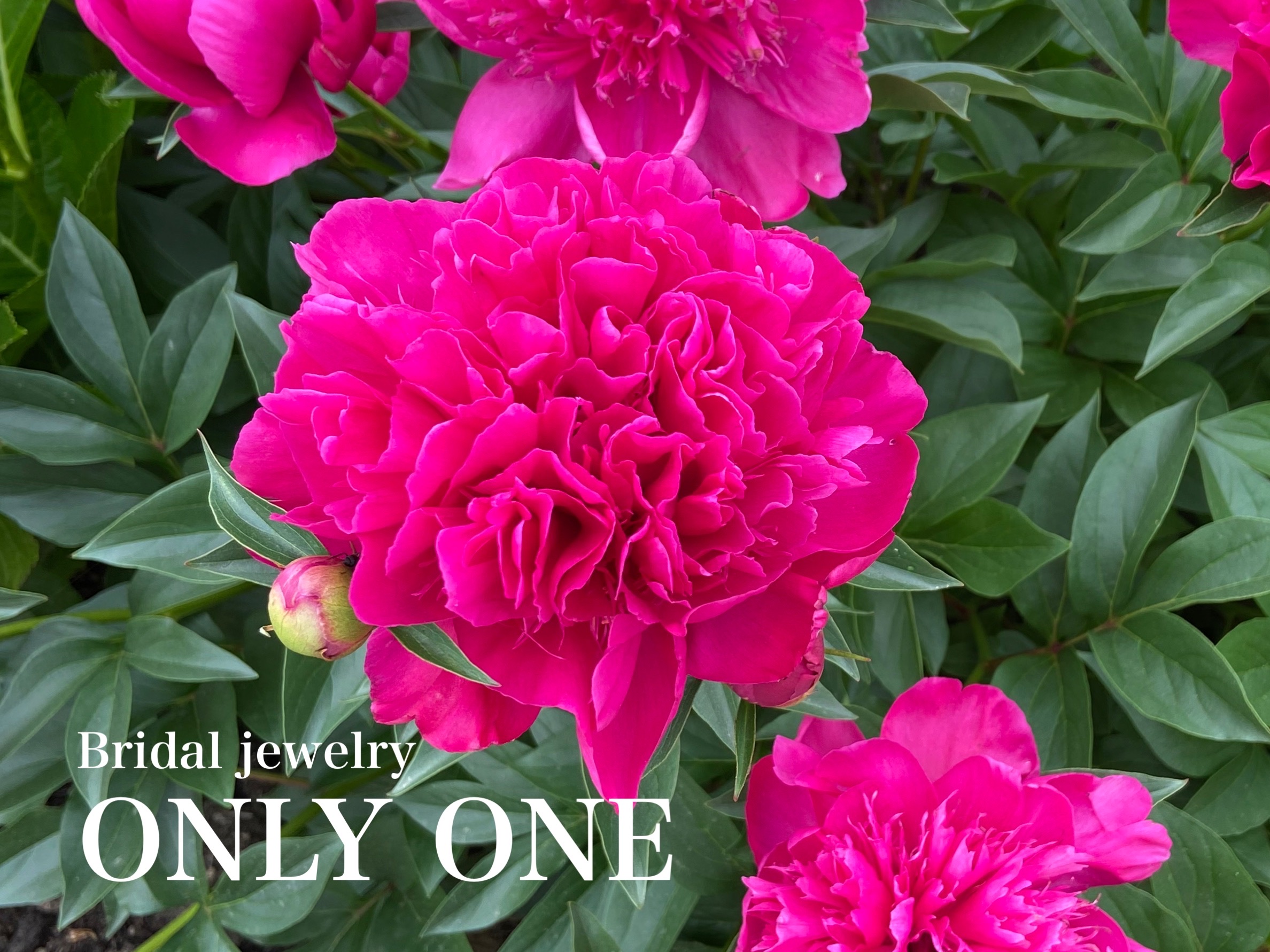 【山梨結婚指輪】牡丹の花