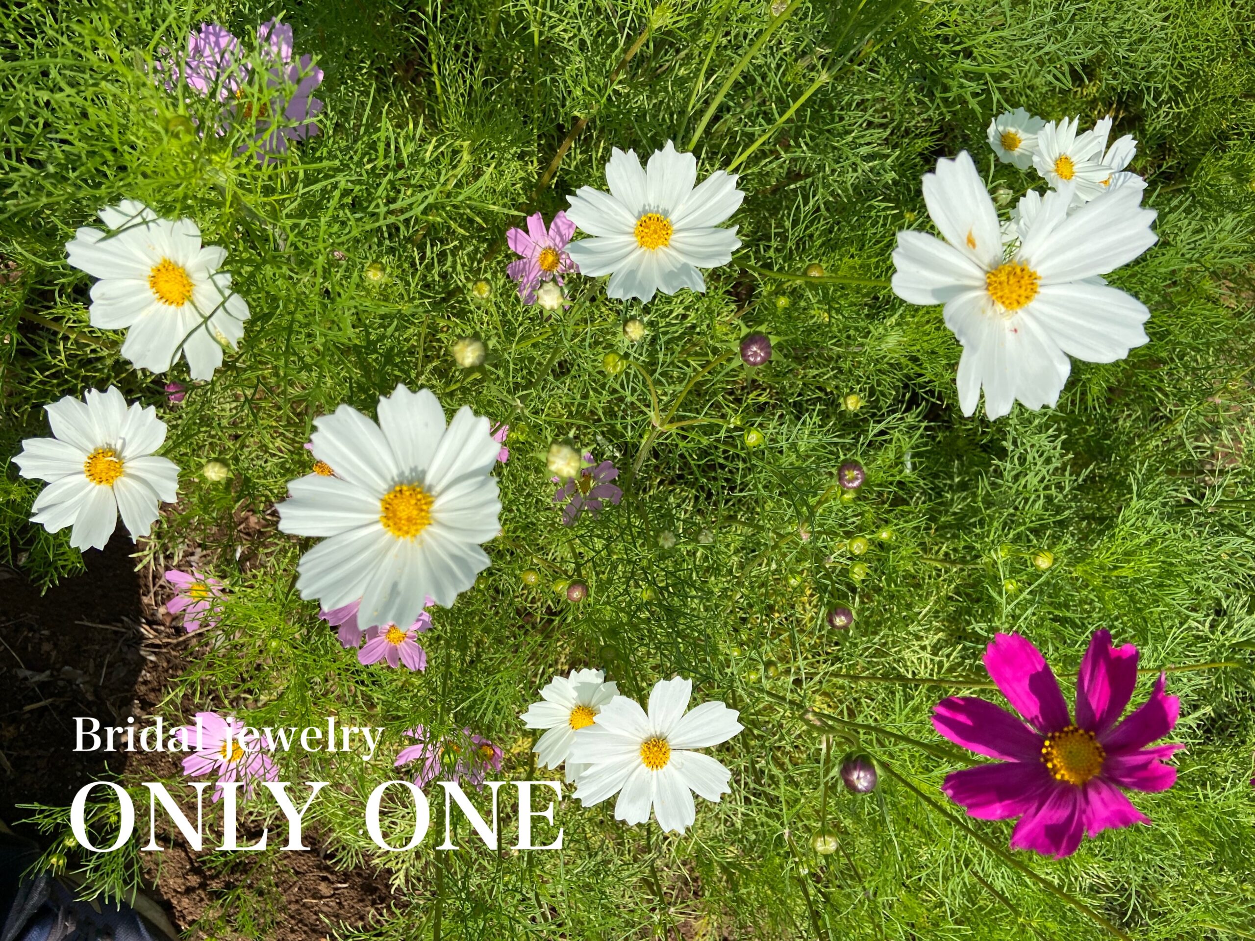 【山梨結婚指輪】畑で咲いていたコスモス