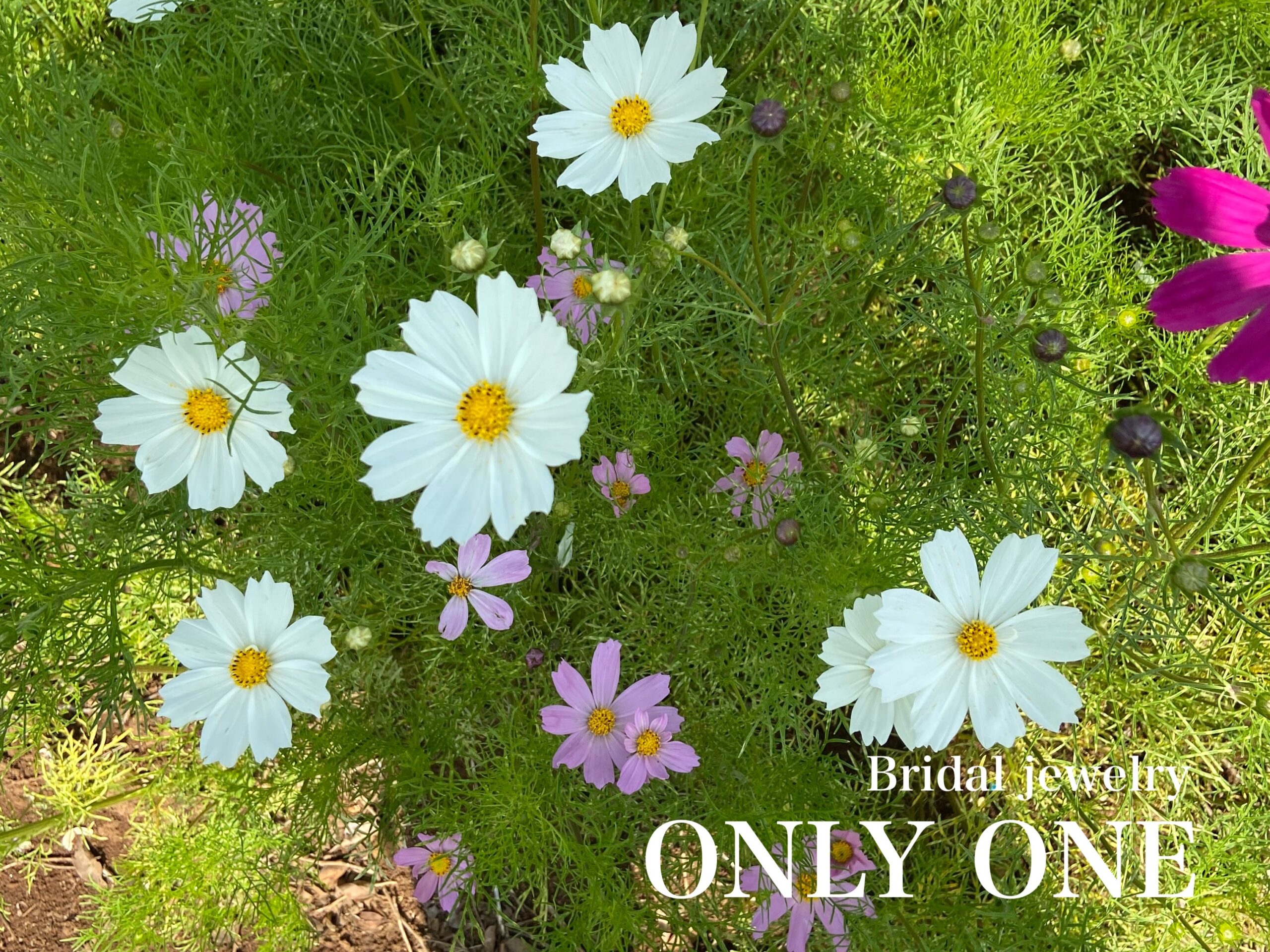 【山梨結婚指輪】春なのに「コスモス」