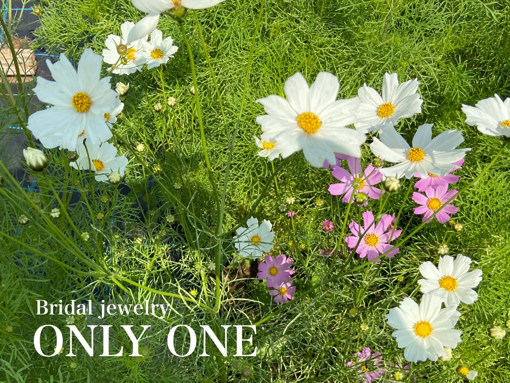 【山梨結婚指輪】季節外れのコスモス