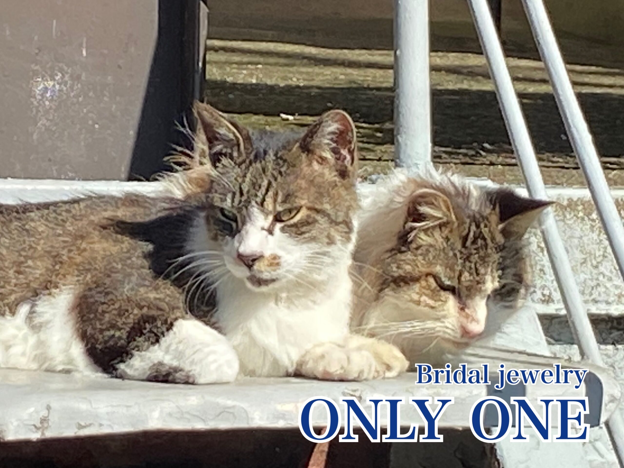 【山梨】チョビとフワちゃん/散歩にて！