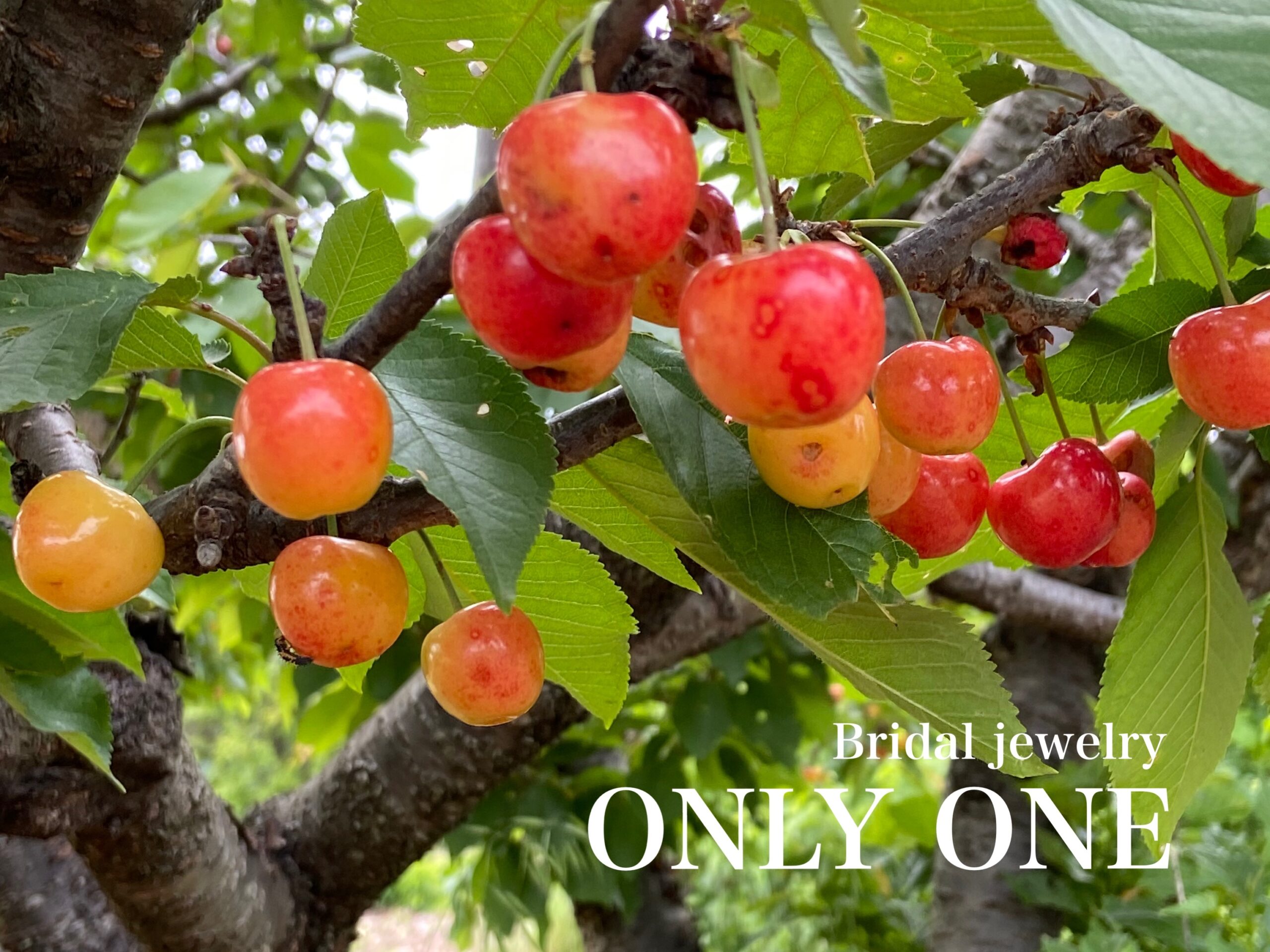 【山梨結婚指輪】さくらんぼ達