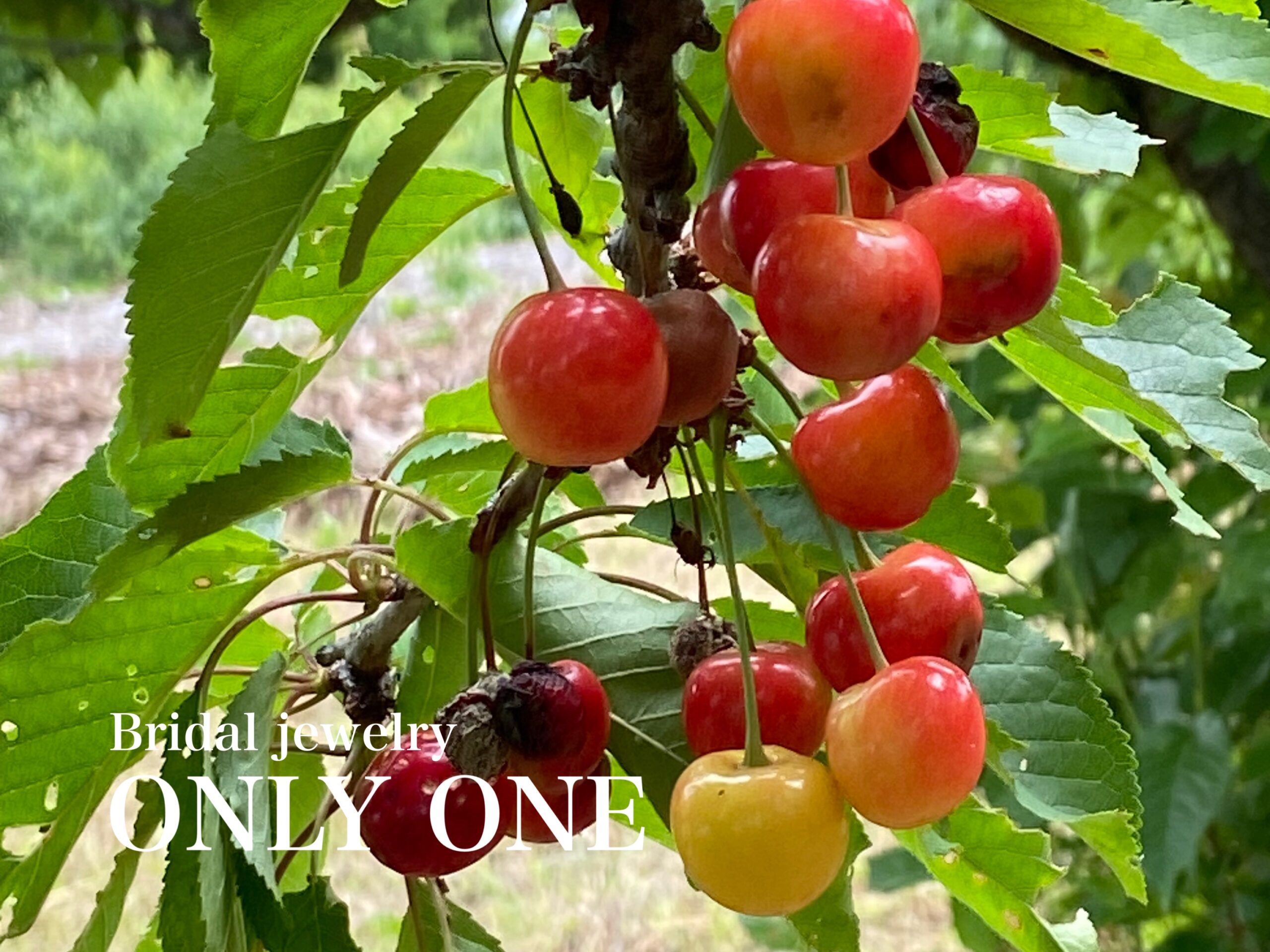 【山梨結婚指輪】さくらんぼ/散歩にて！