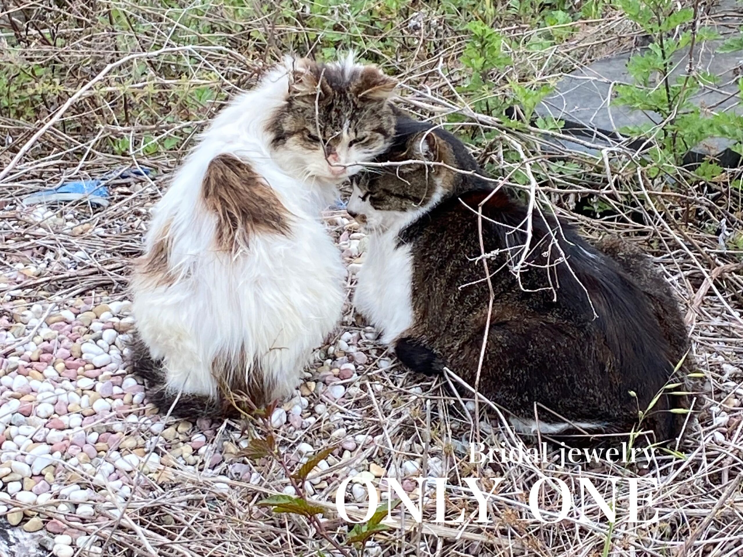 【山梨結婚指輪】いつも一緒チョビとフワちゃん