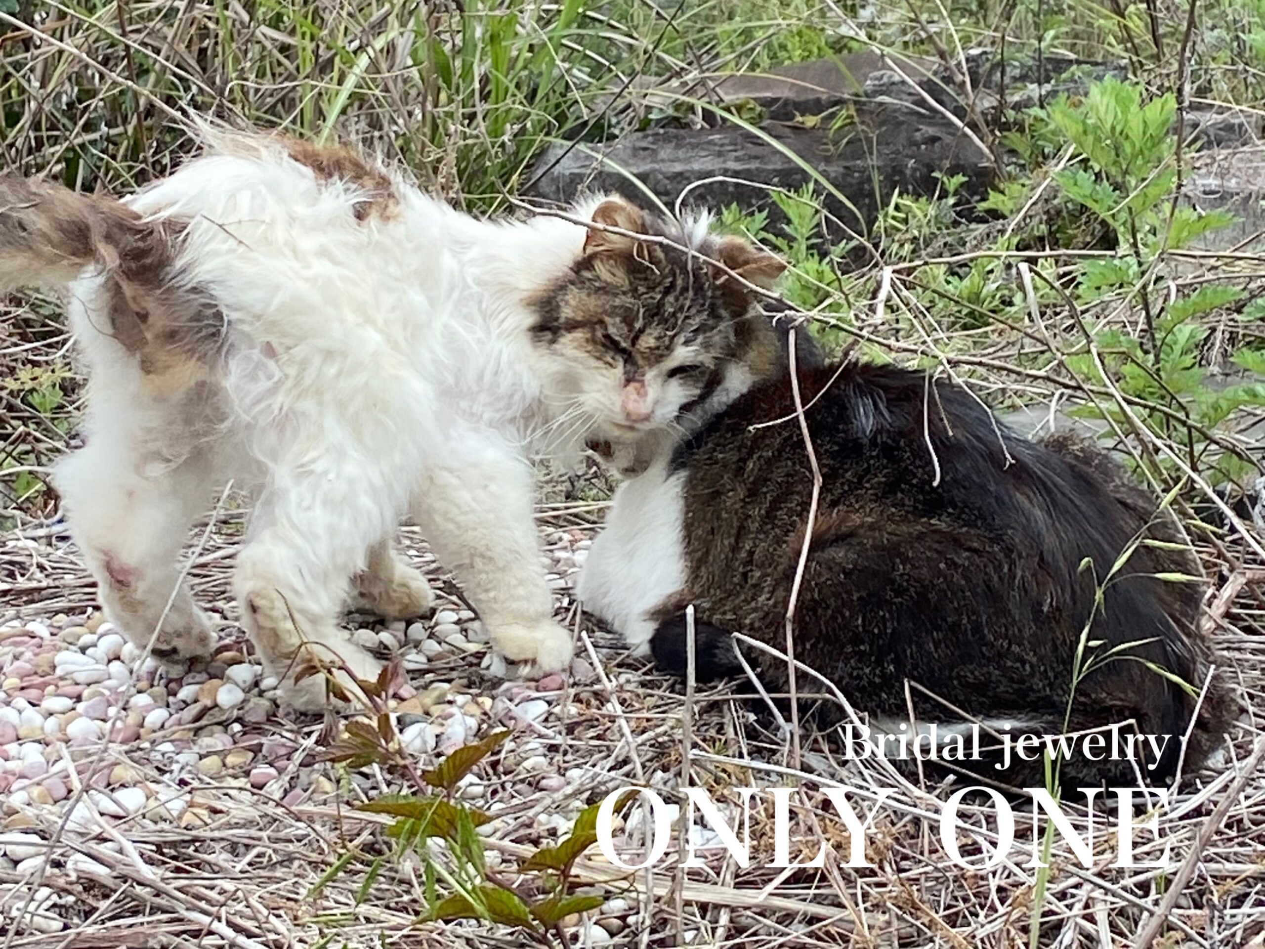 【山梨結婚指輪】仲良しチョビとフワちゃん