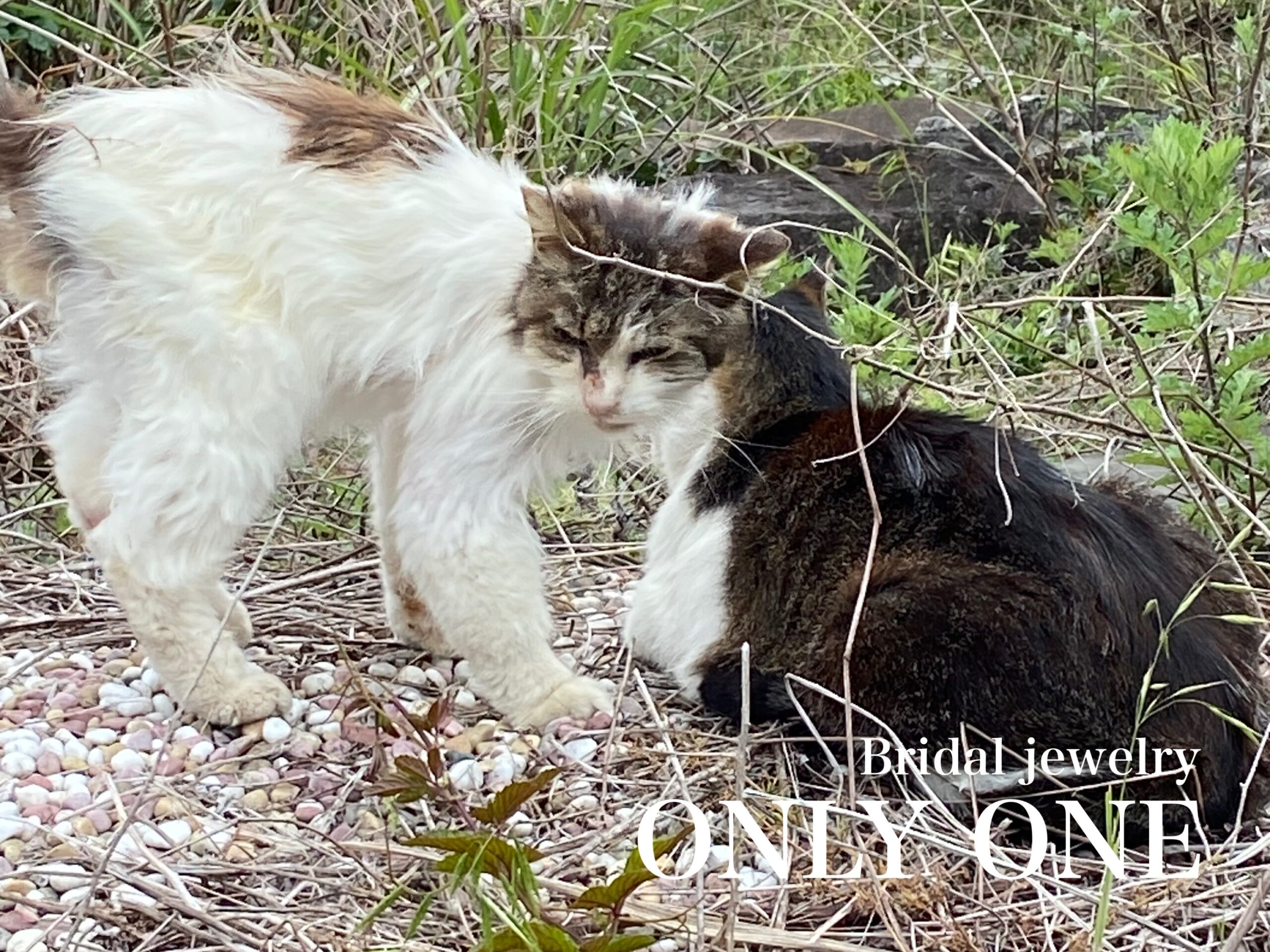 【山梨結婚指輪】チョビとフワちゃん
