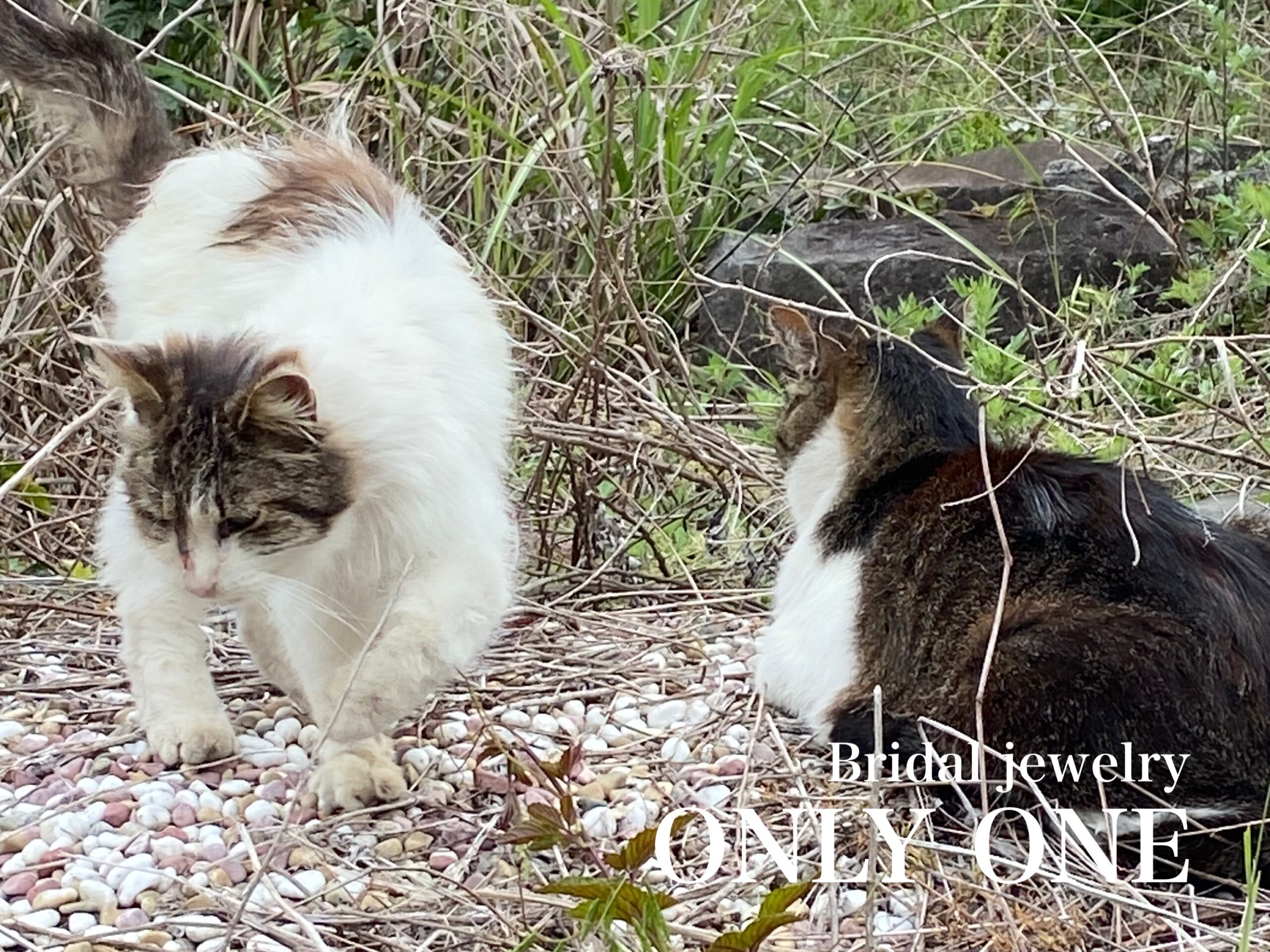 【山梨結婚指輪】チョビとフワちゃん/散歩にて