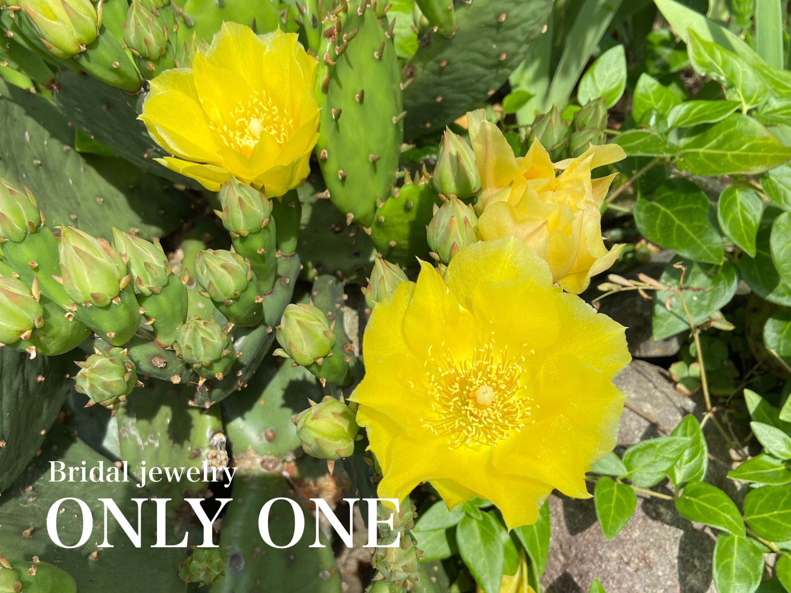 【山梨結婚指輪】黄色いサボテン/散歩にて