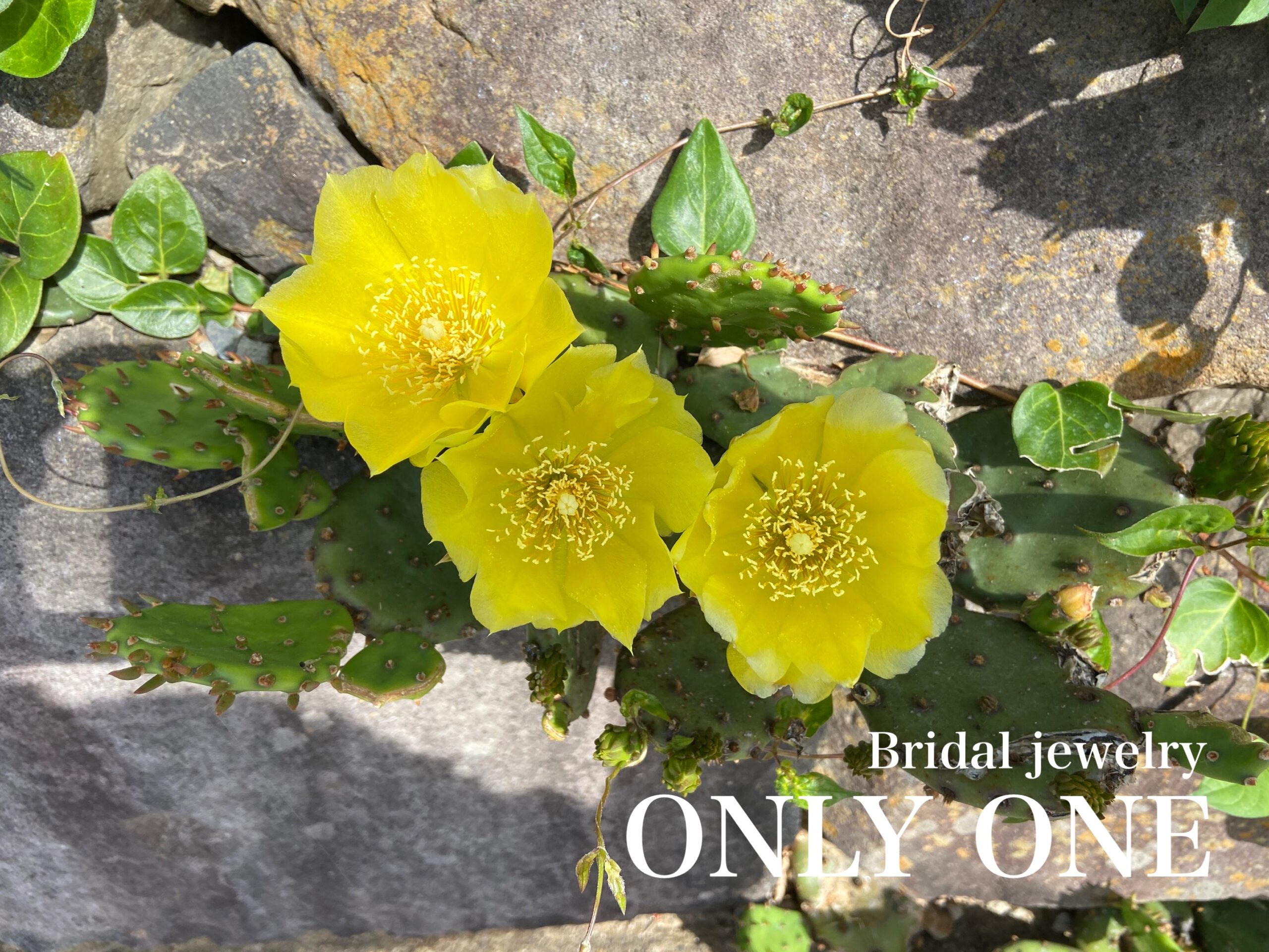 【山梨結婚指輪】黄色いサボテンの花満開