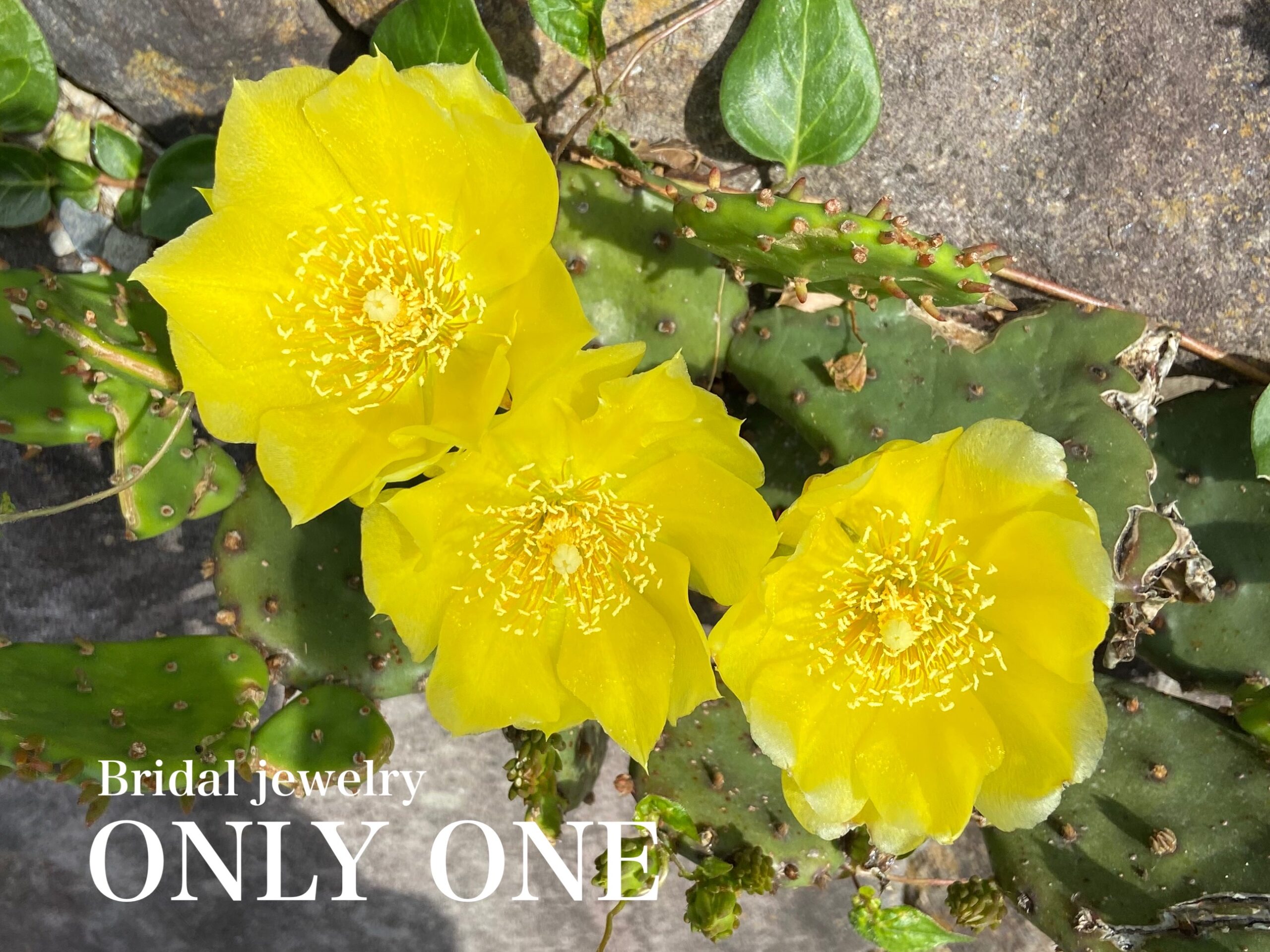 【山梨結婚指輪】黄色いサボテンの花