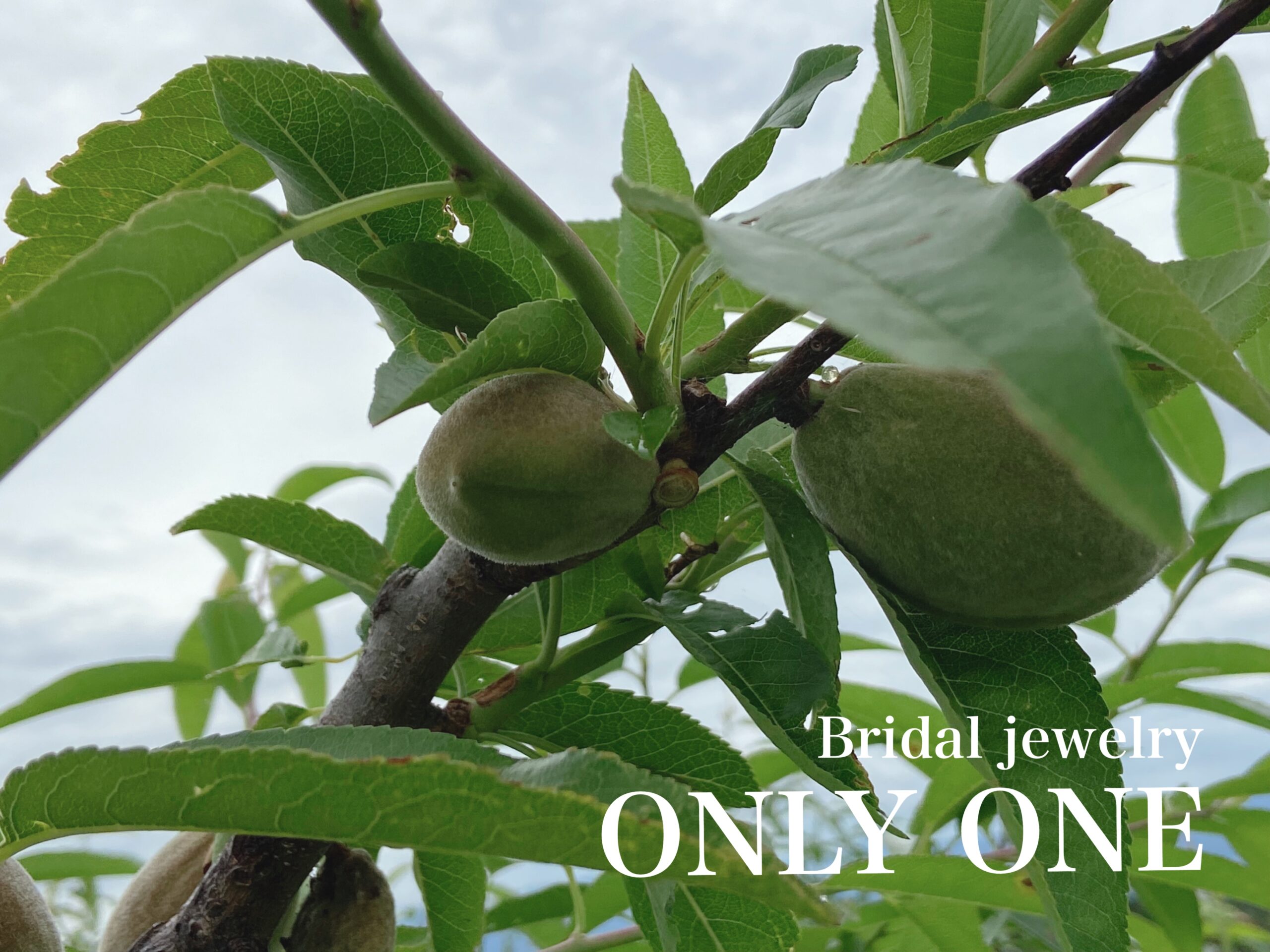 【山梨結婚指輪】アーモンドの実