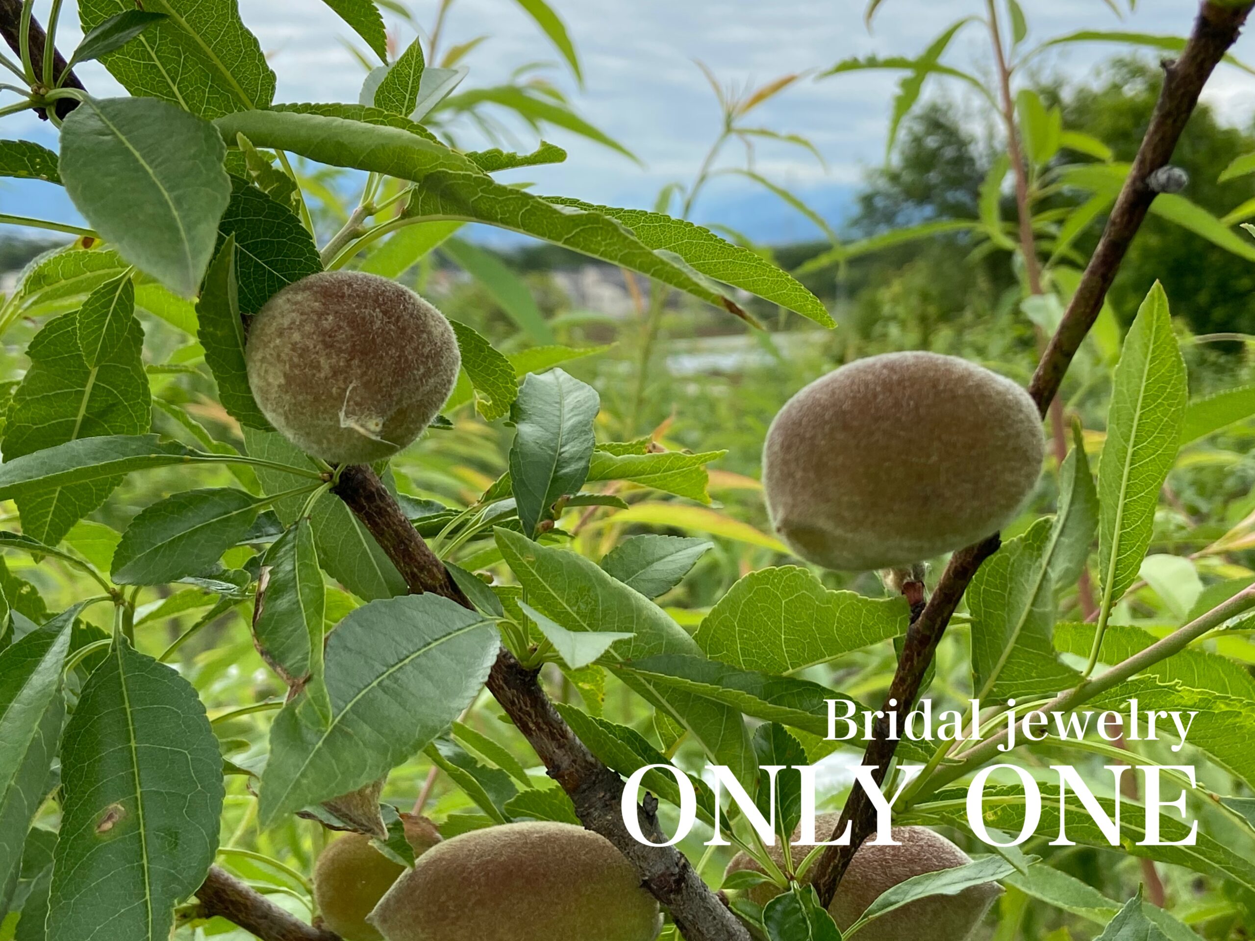 【山梨結婚指輪】アーモンドの実