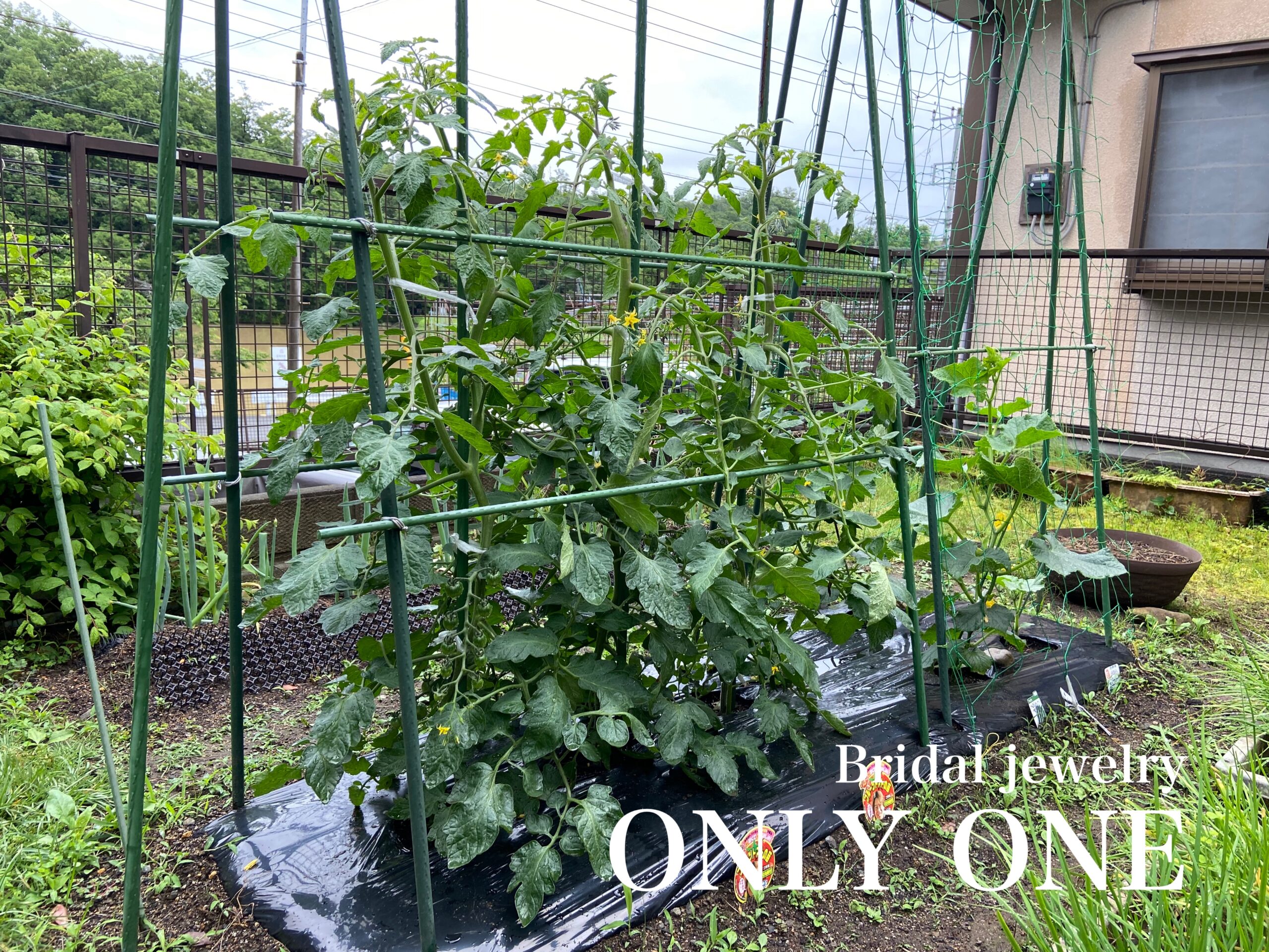 【山梨結婚指輪】ミニトマトたち