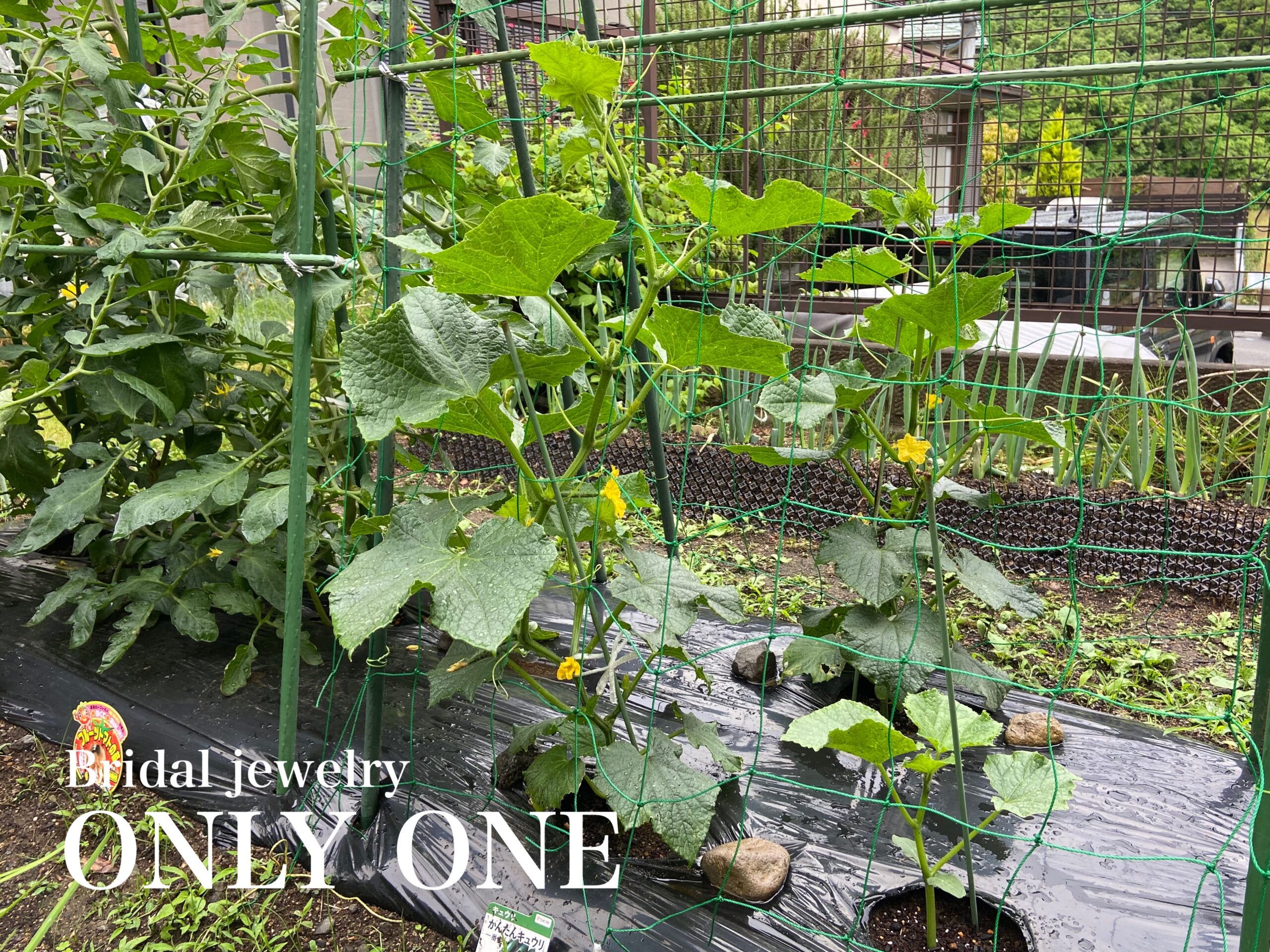 【山梨結婚指輪】きゅうり