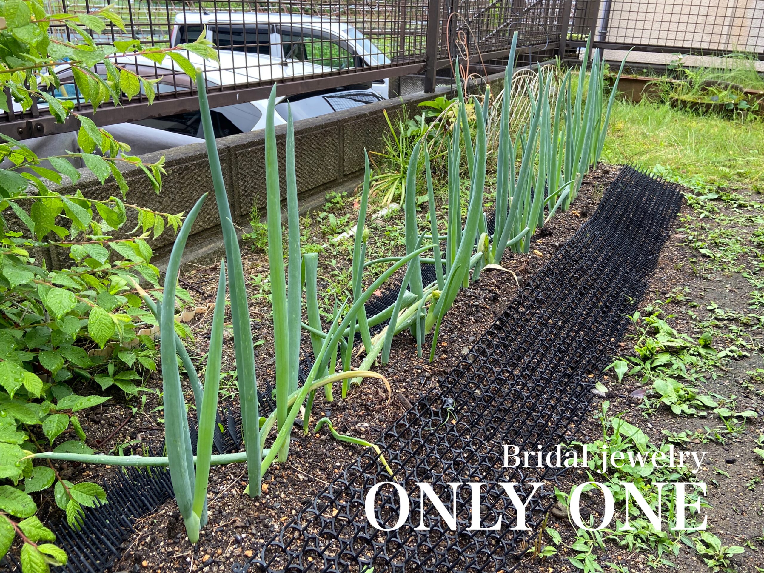 【山梨結婚指輪】家庭菜園のネギ