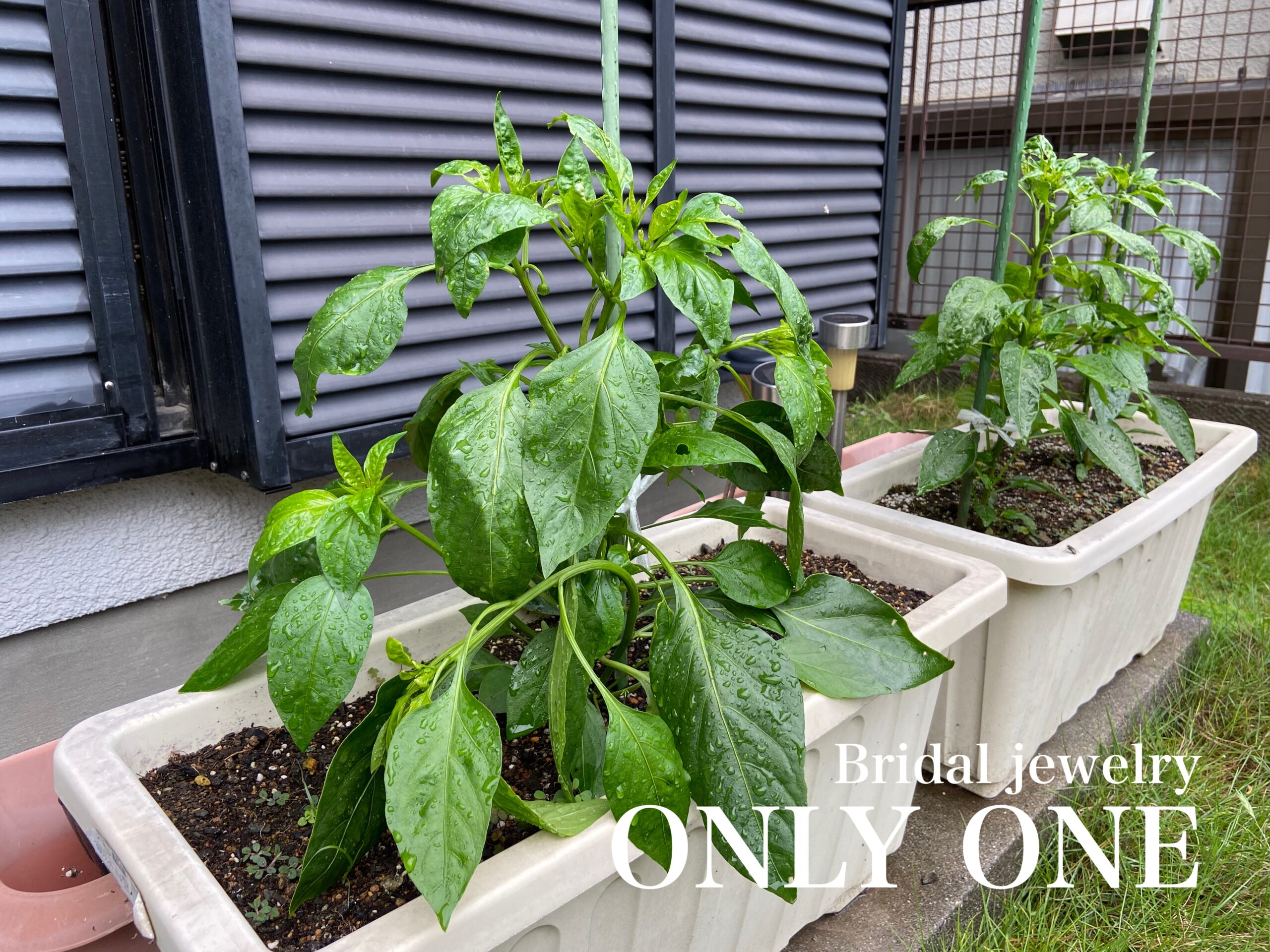 【山梨結婚指輪】ピーマン