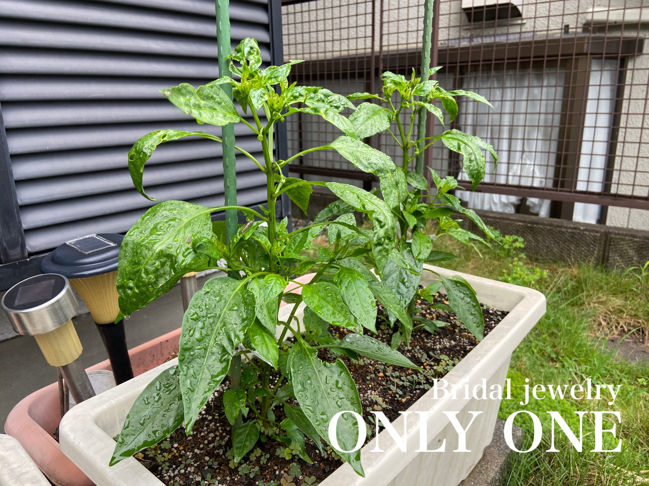 【山梨結婚指輪】シシトウ